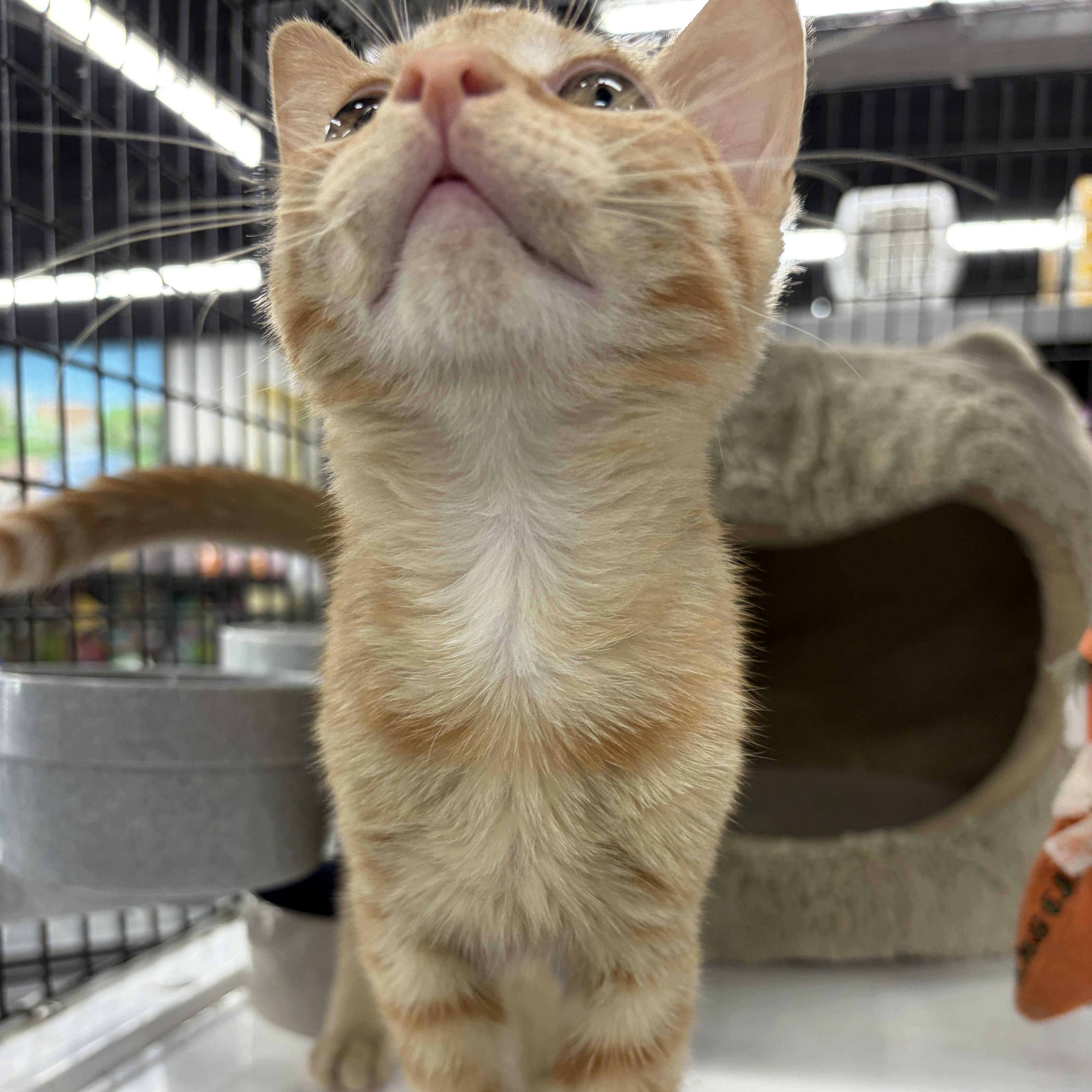 Enlarge Chester, an adopted Domestic Short Hair in Easley, SC image 2/4