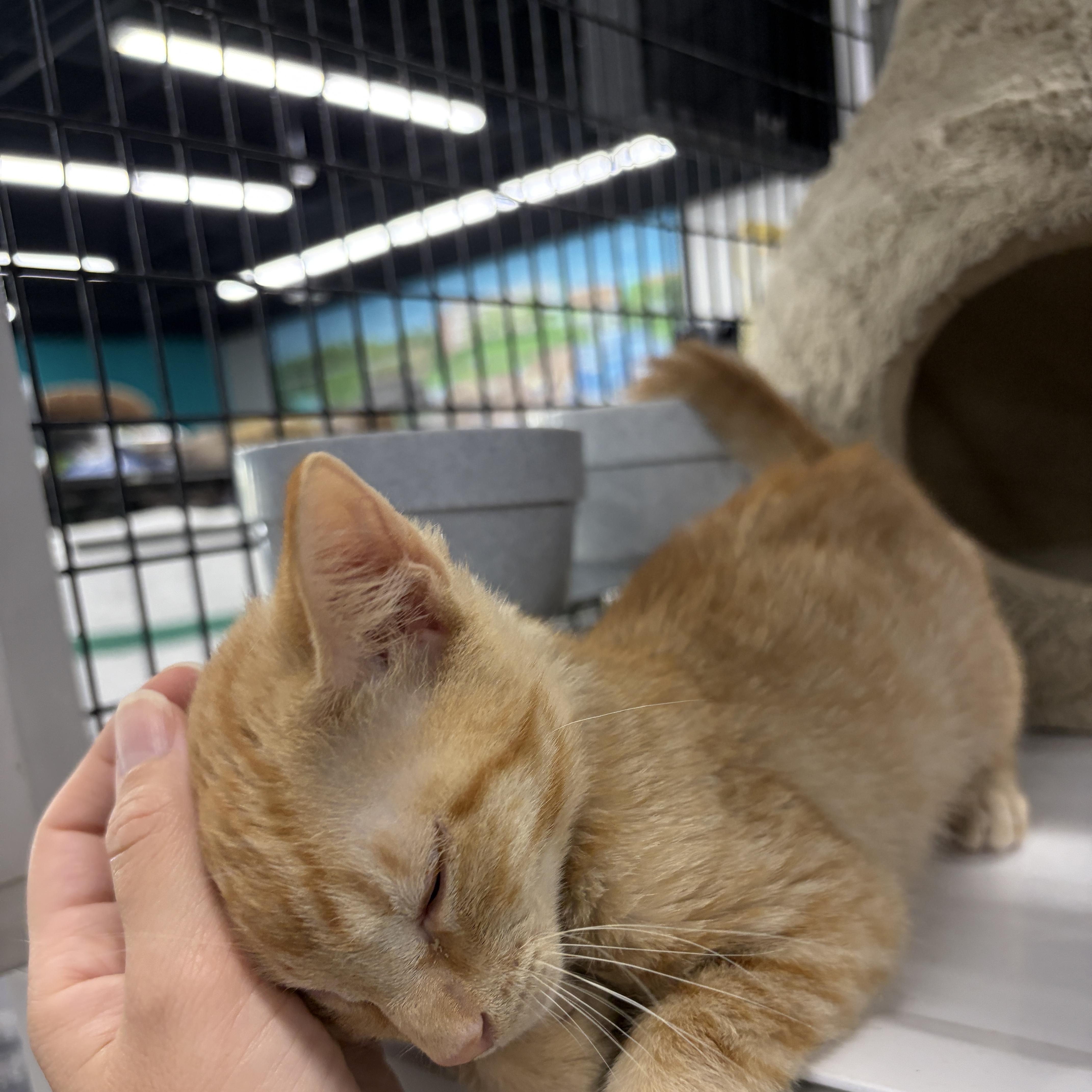Enlarge Chester, an adopted Domestic Short Hair in Easley, SC image 4/4
