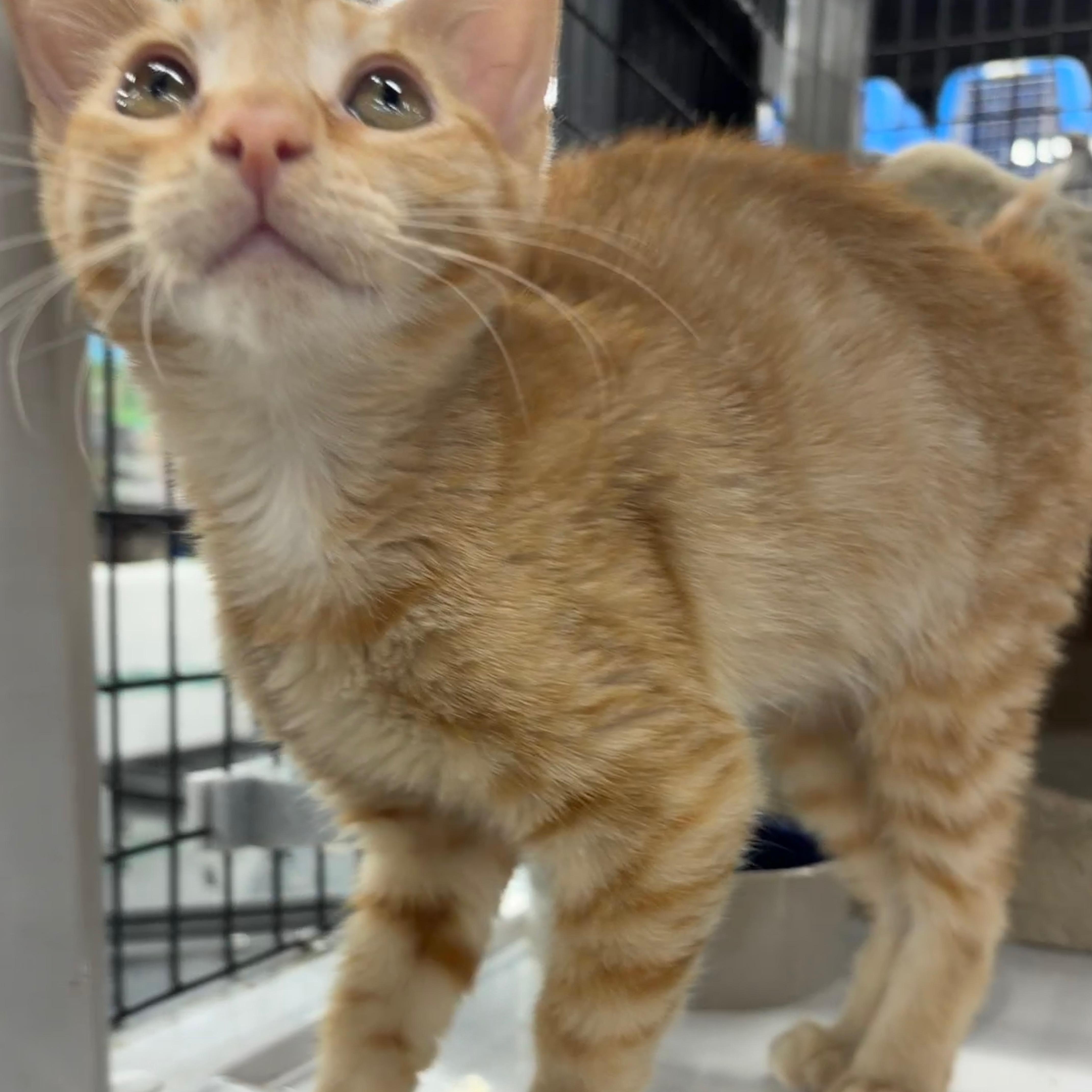Chester, adopted, Kitten Male Domestic Short Hair.