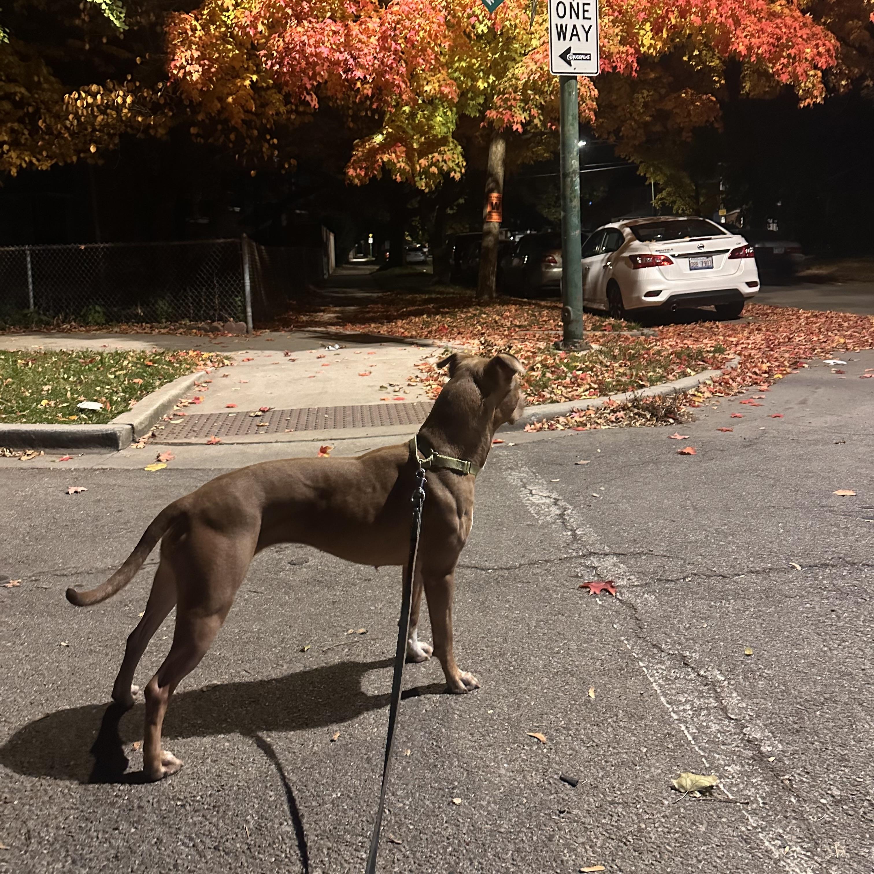 Enlarge Mairead, a Adopted American Staffordshire Terrier in Wheaton, IL image 2/6