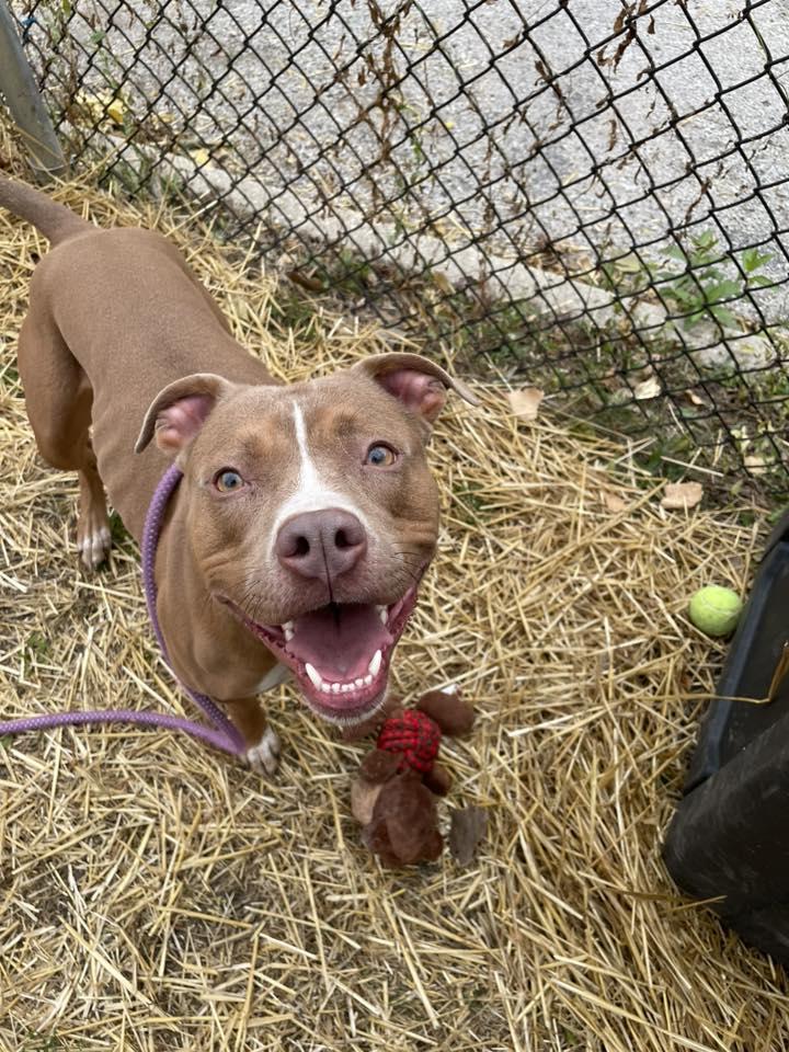 Enlarge Mairead, a Adopted American Staffordshire Terrier in Wheaton, IL image 3/6