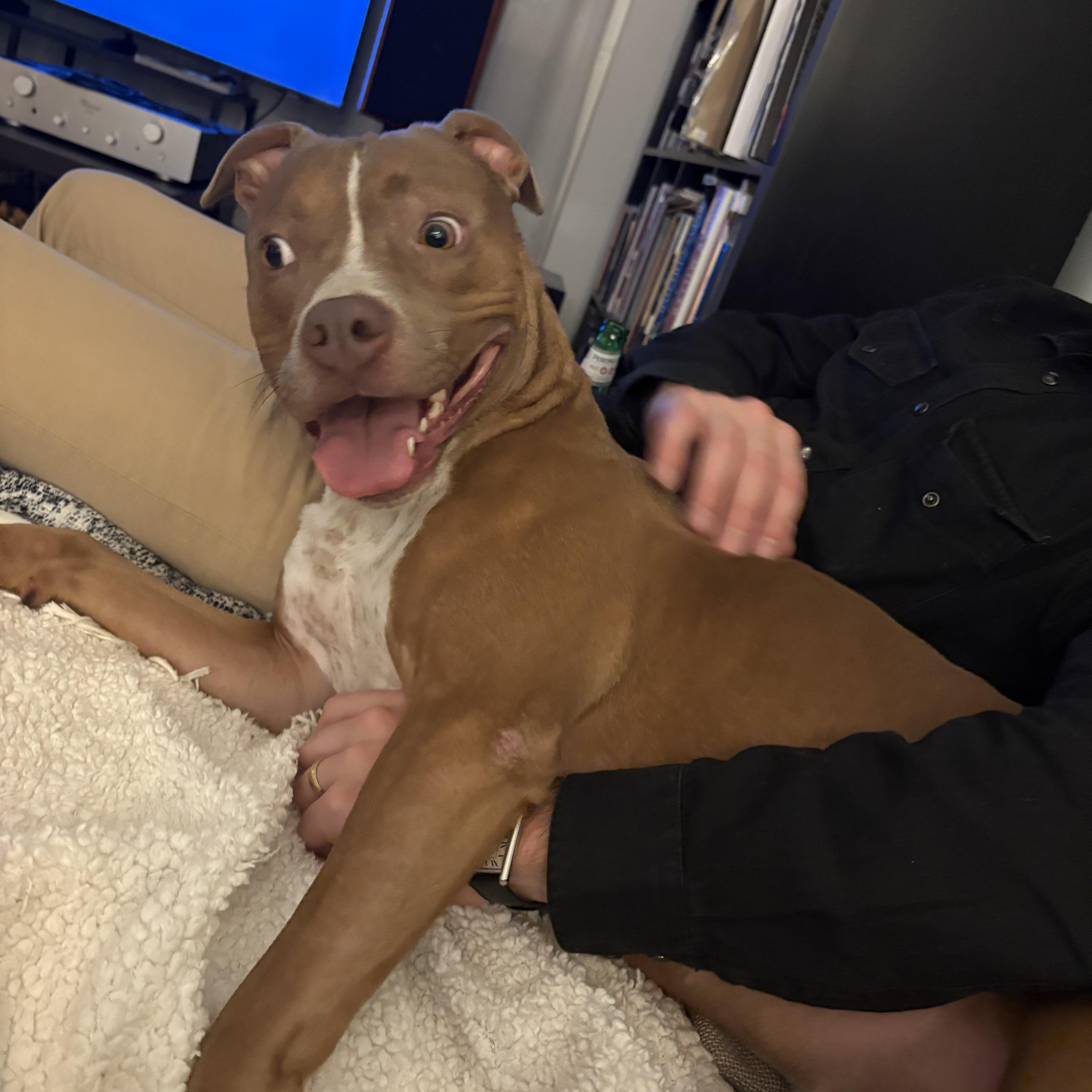 Enlarge Mairead, a Adopted American Staffordshire Terrier in Wheaton, IL image 5/6