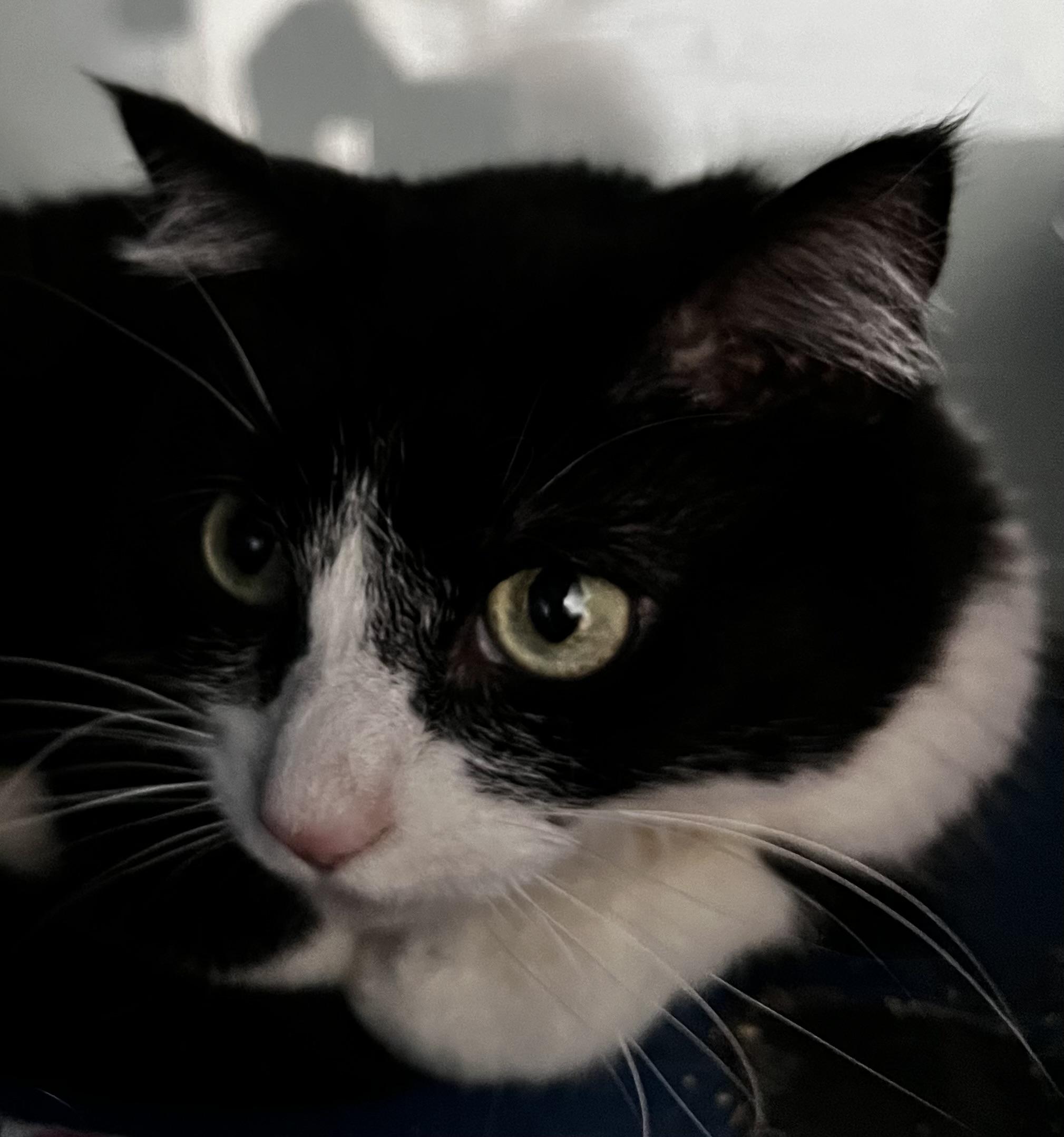 Molly, a Adoptable Domestic Short Hair in Sault Sainte Marie, MI image 3/5