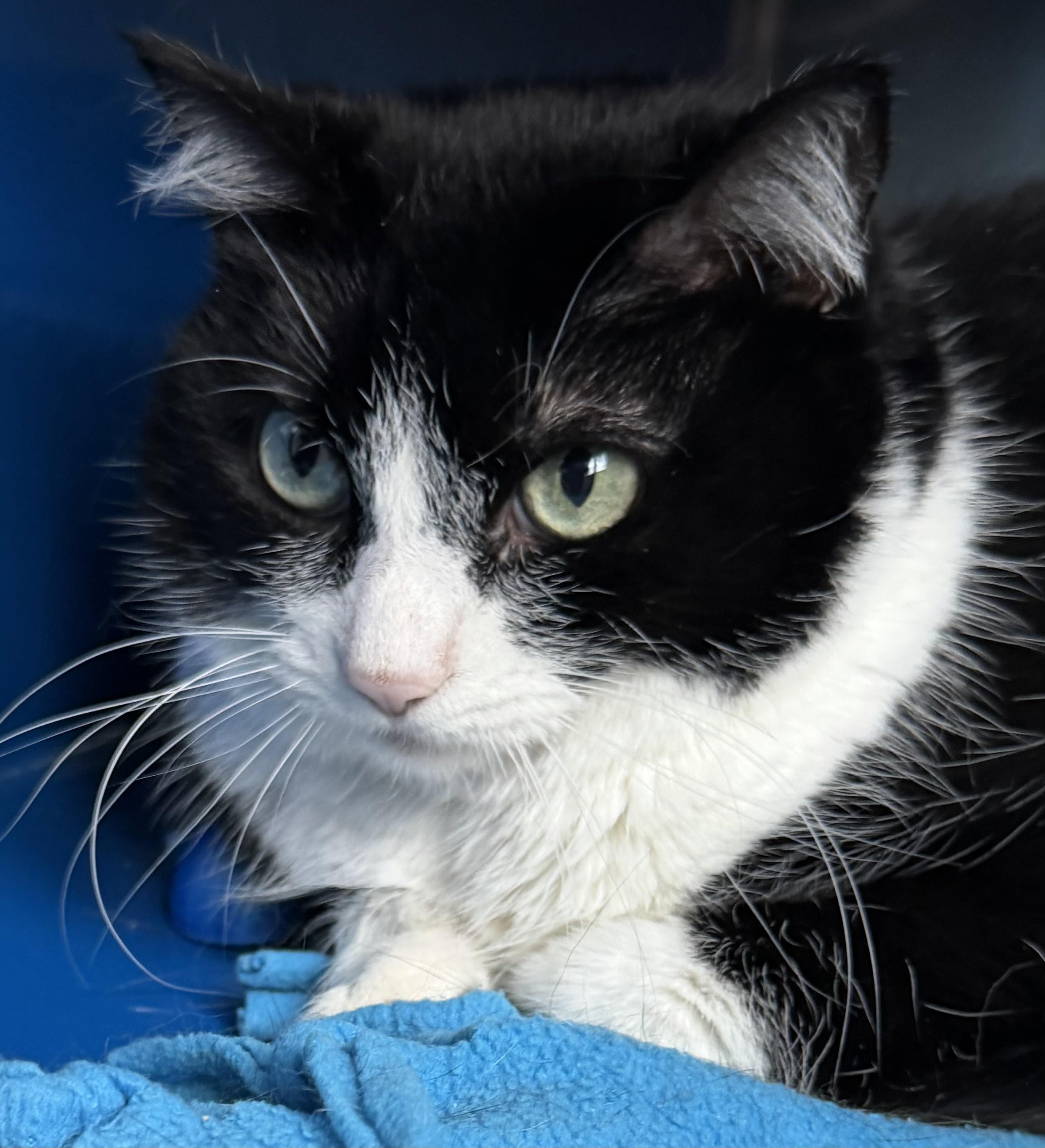 Molly, a Adoptable Domestic Short Hair in Sault Sainte Marie, MI image 5/5