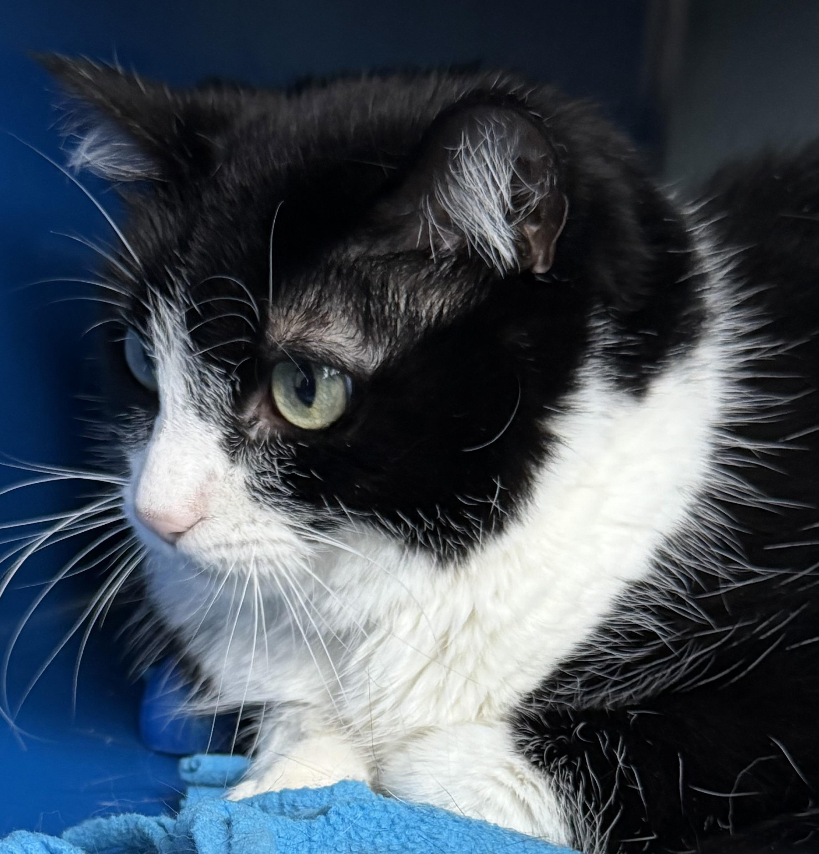 Molly, a Adoptable Domestic Short Hair in Sault Sainte Marie, MI image 4/5