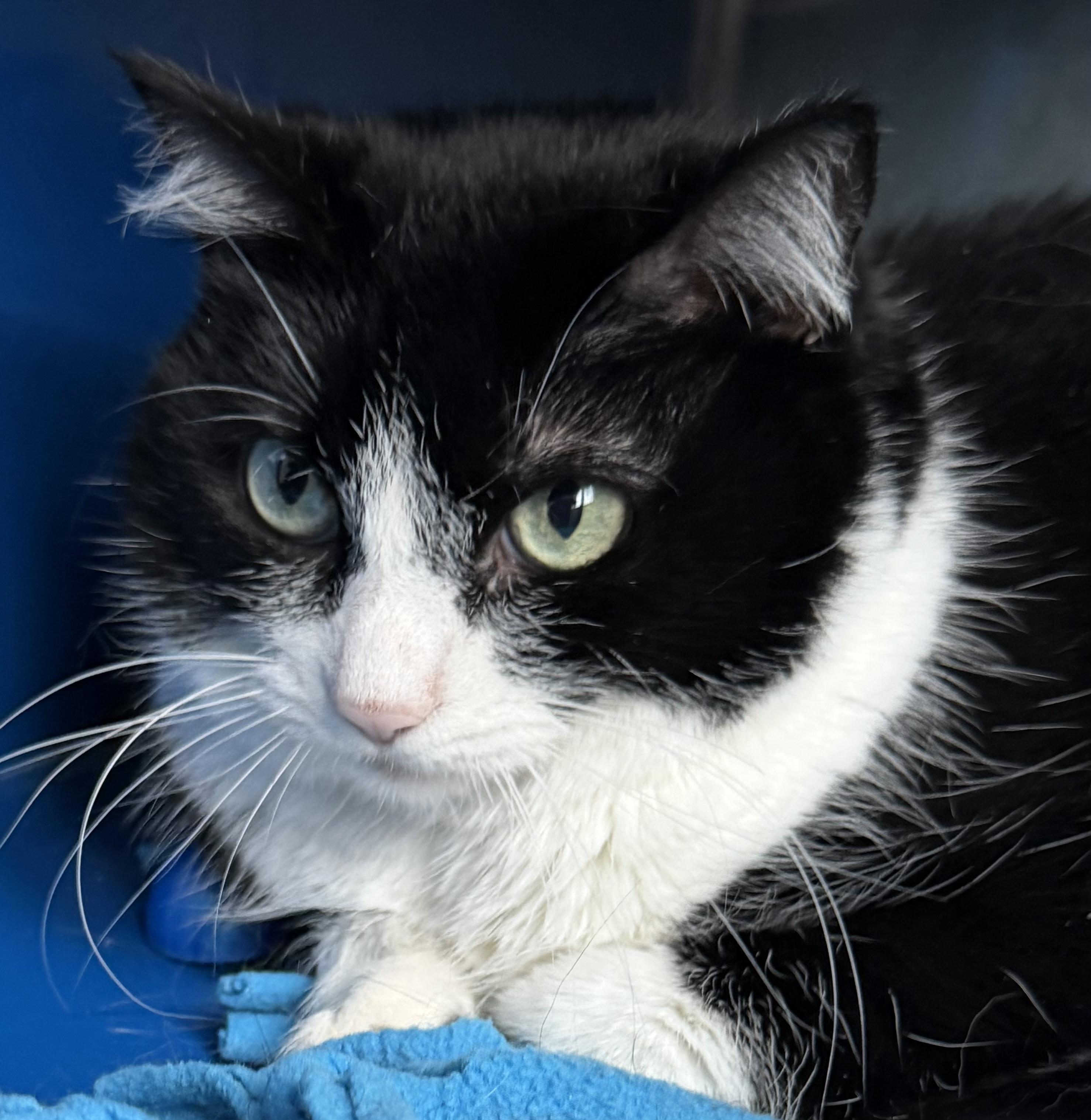 Molly, a Adoptable Domestic Short Hair in Sault Sainte Marie, MI image 1/5