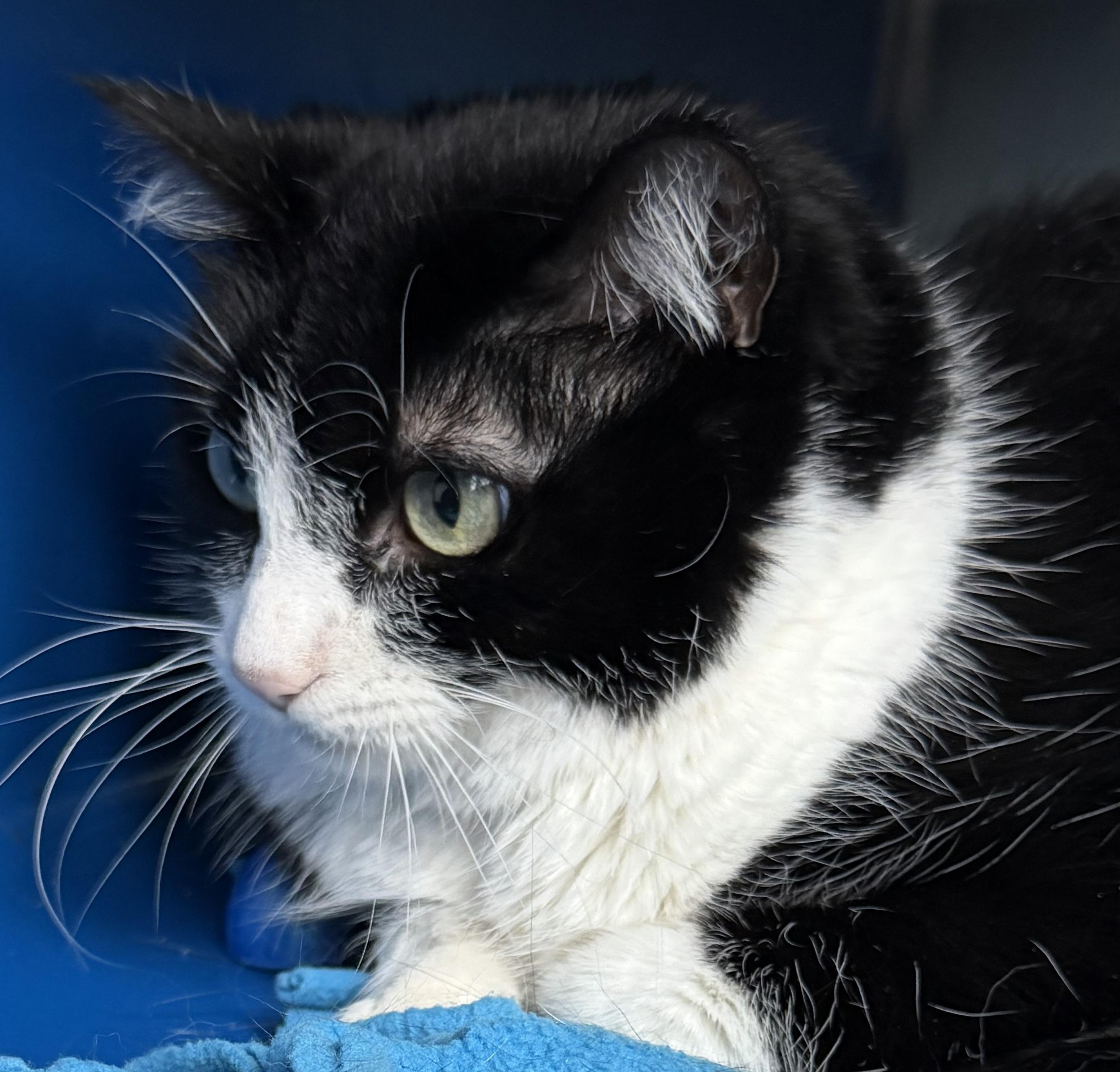 Molly, a Adoptable Domestic Short Hair in Sault Sainte Marie, MI image 2/5