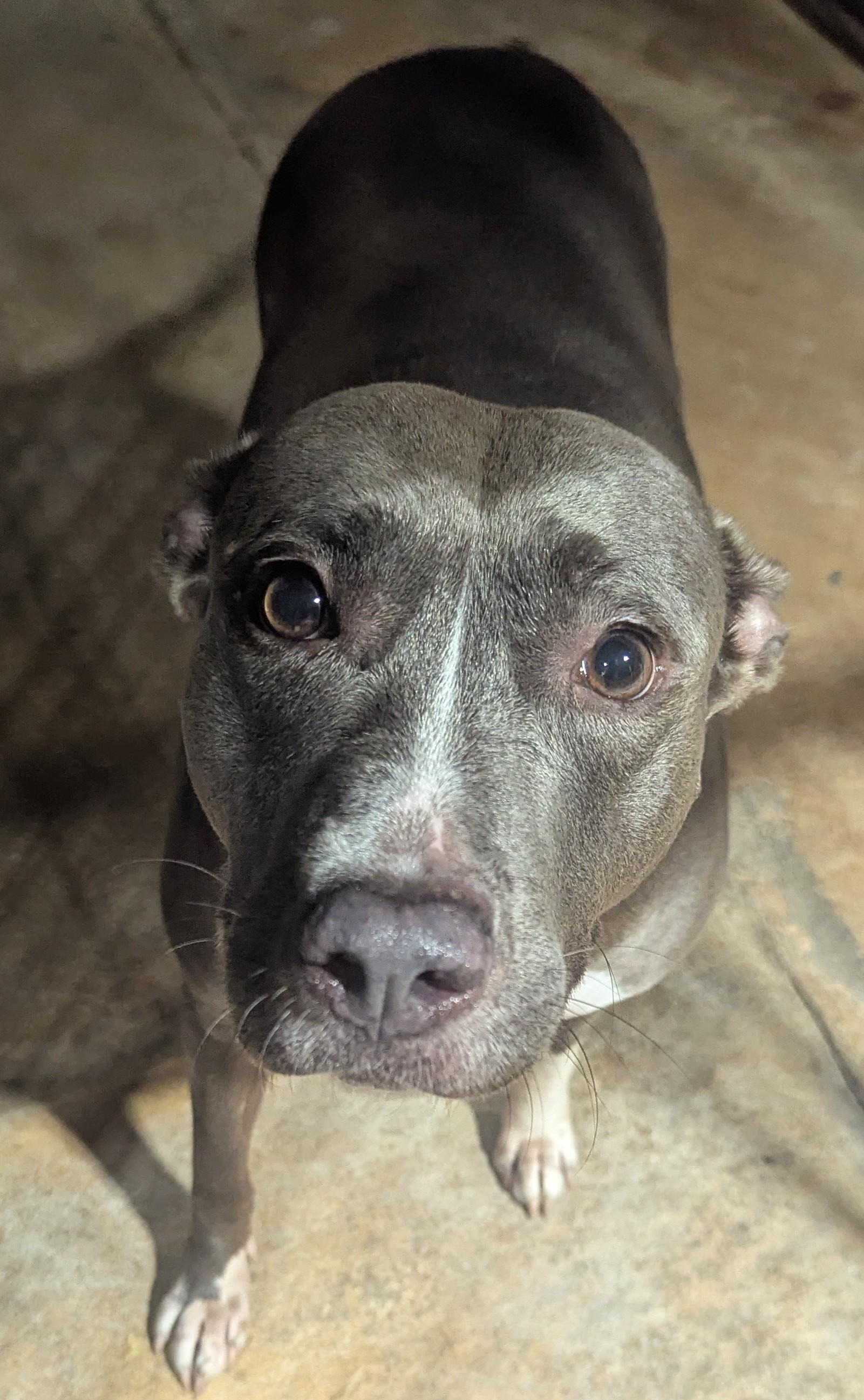 Enlarge Millie, a Adoptable mixed breed in Jackson, GA image 1/1