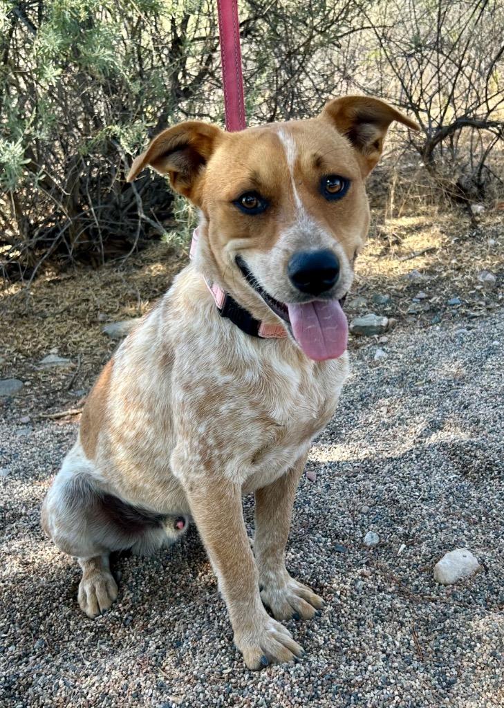 Herman, Adoptable, Young Male Cattle Dog.
