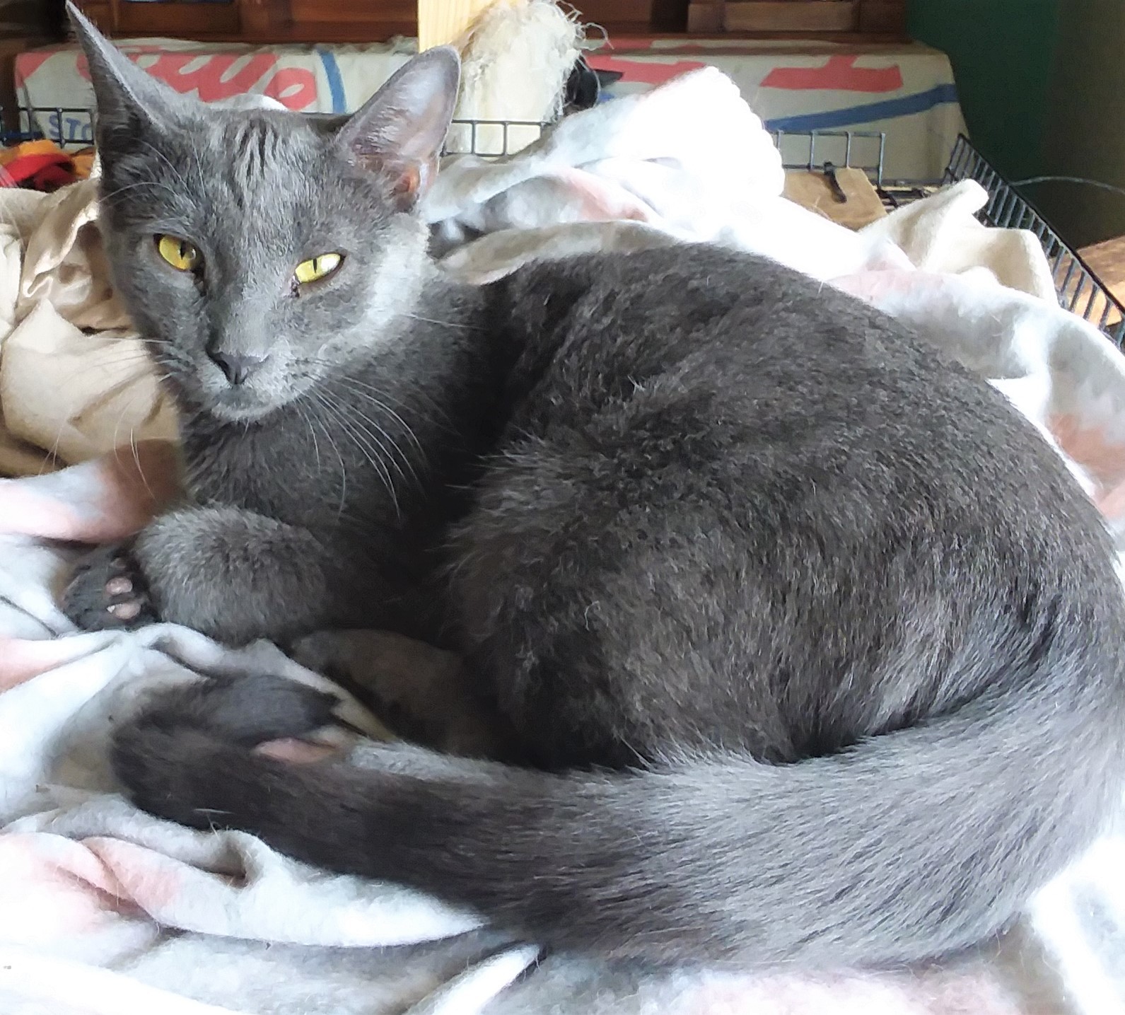 Jalapeno, Adult Male unknown