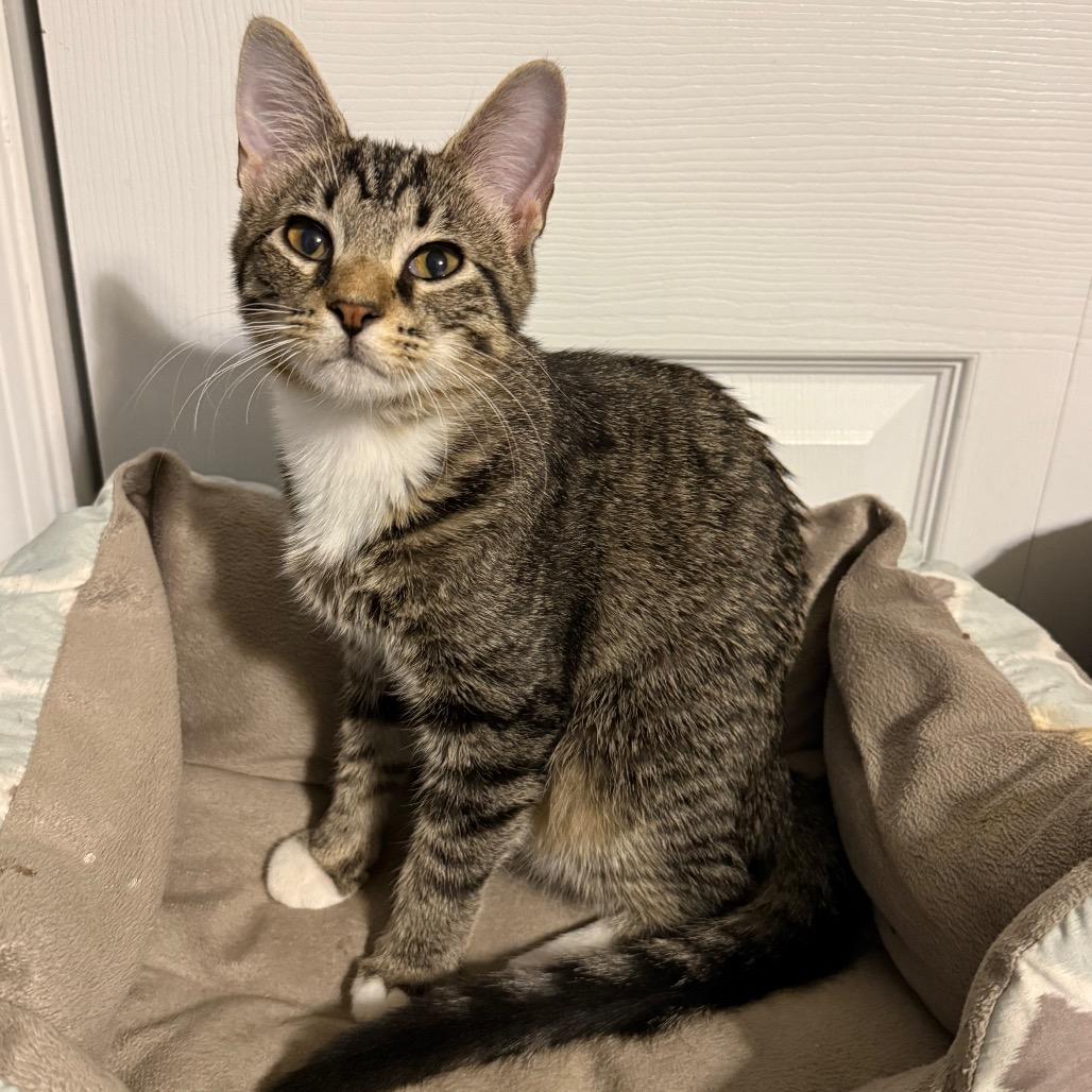 Enlarge Steven, a Adoptable Domestic Short Hair in Booneville, AR image 1/3