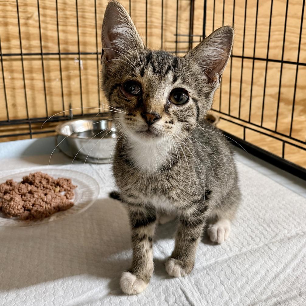 Enlarge Steven, a Adoptable Domestic Short Hair in Booneville, AR image 2/3