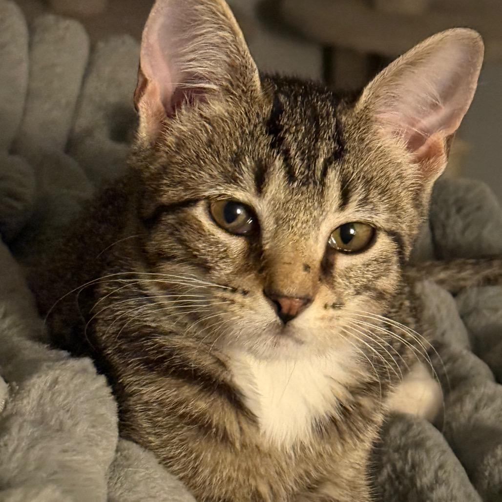 Enlarge Steven, a Adoptable Domestic Short Hair in Booneville, AR image 3/3