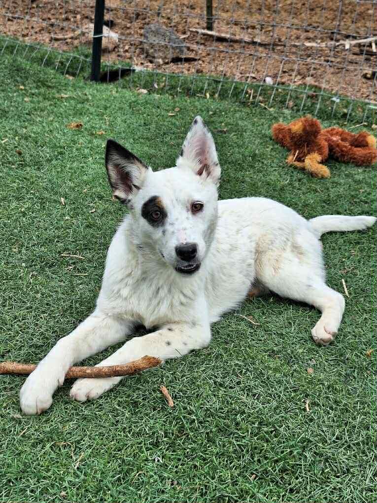 6 month old heeler puppy, Adoptable, Puppy Female Australian Cattle Dog / Blue Heeler.