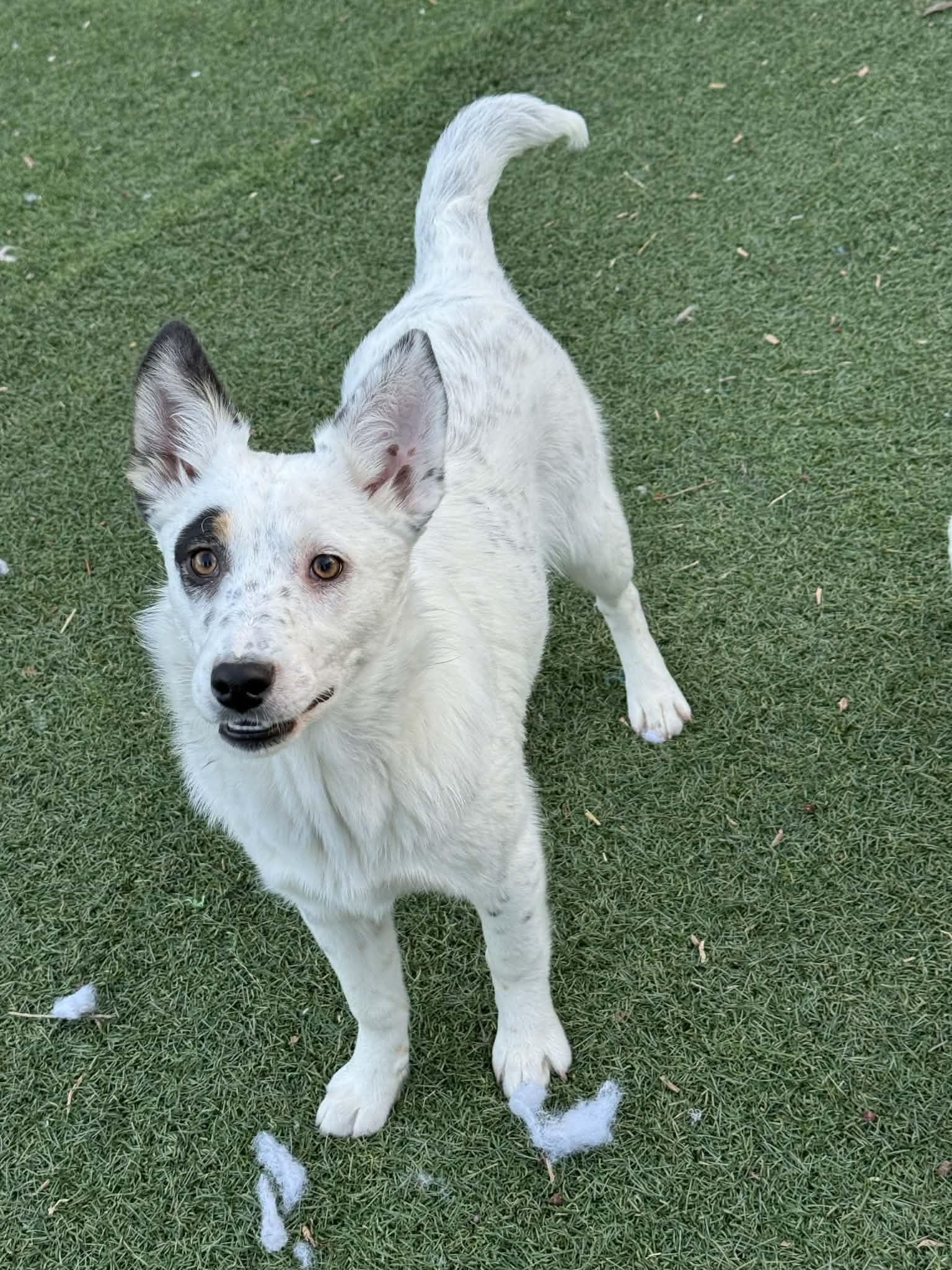 6 month old heeler puppy, a Adoptable mixed breed in Bend, OR image 2/3