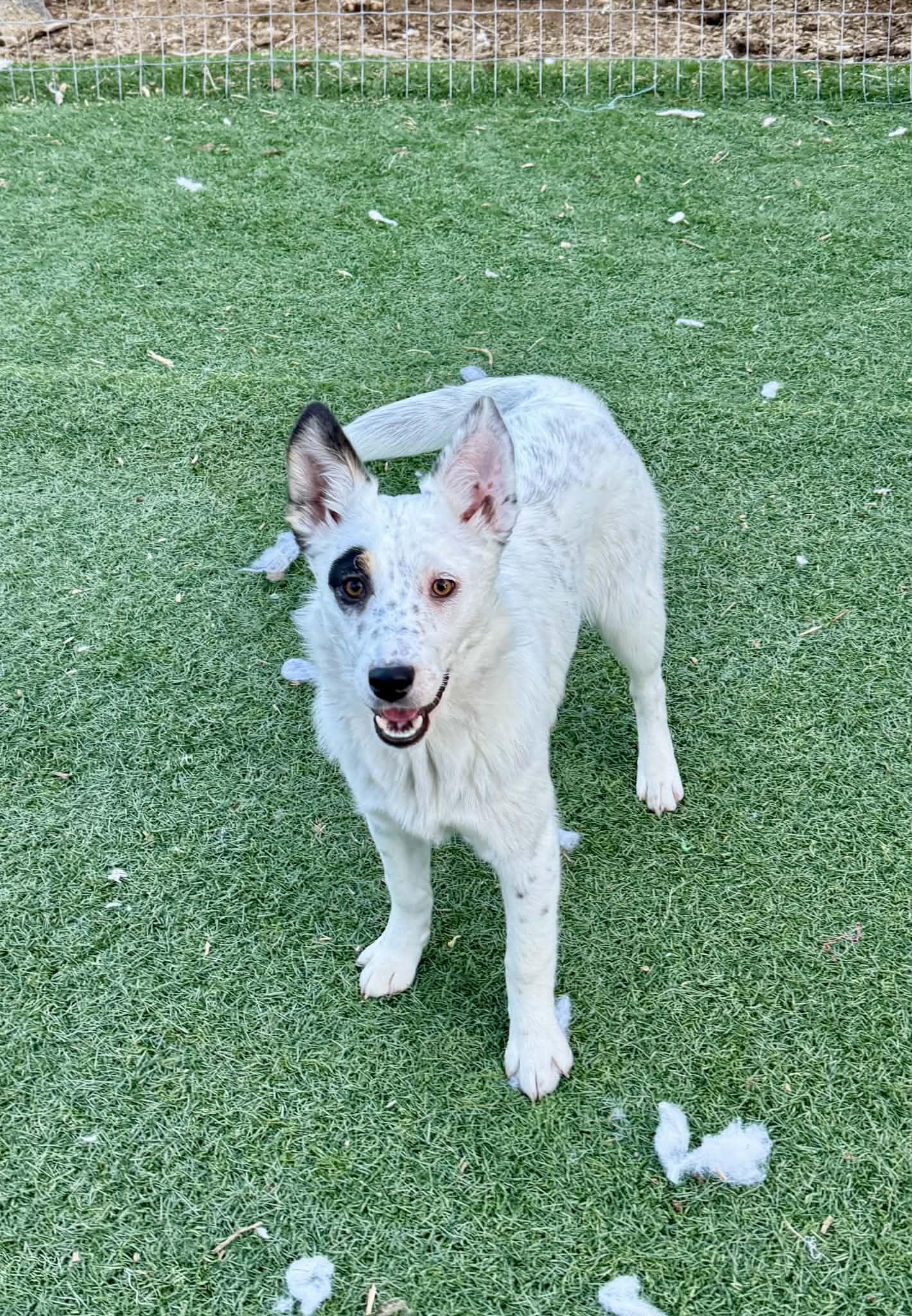 6 month old heeler puppy, a Adoptable mixed breed in Bend, OR image 3/3