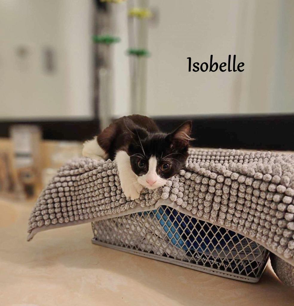 Isobelle, Adoptable, Young Female Domestic Long Hair.