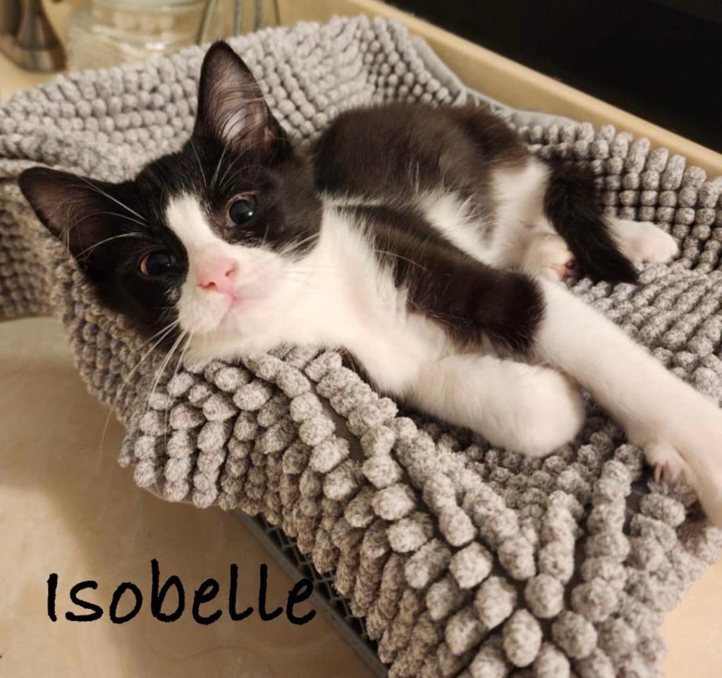 Enlarge Isobelle, a Adoptable mixed breed in Hoover , AL image 2/6