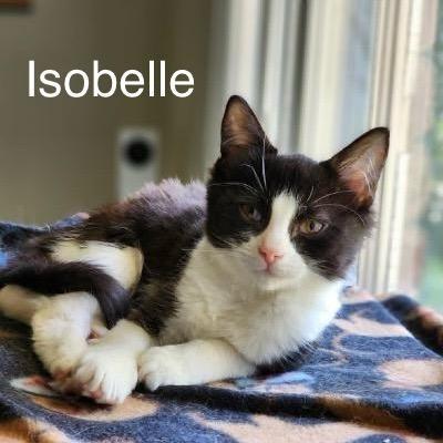 Enlarge Isobelle, a Adoptable mixed breed in Hoover , AL image 5/6