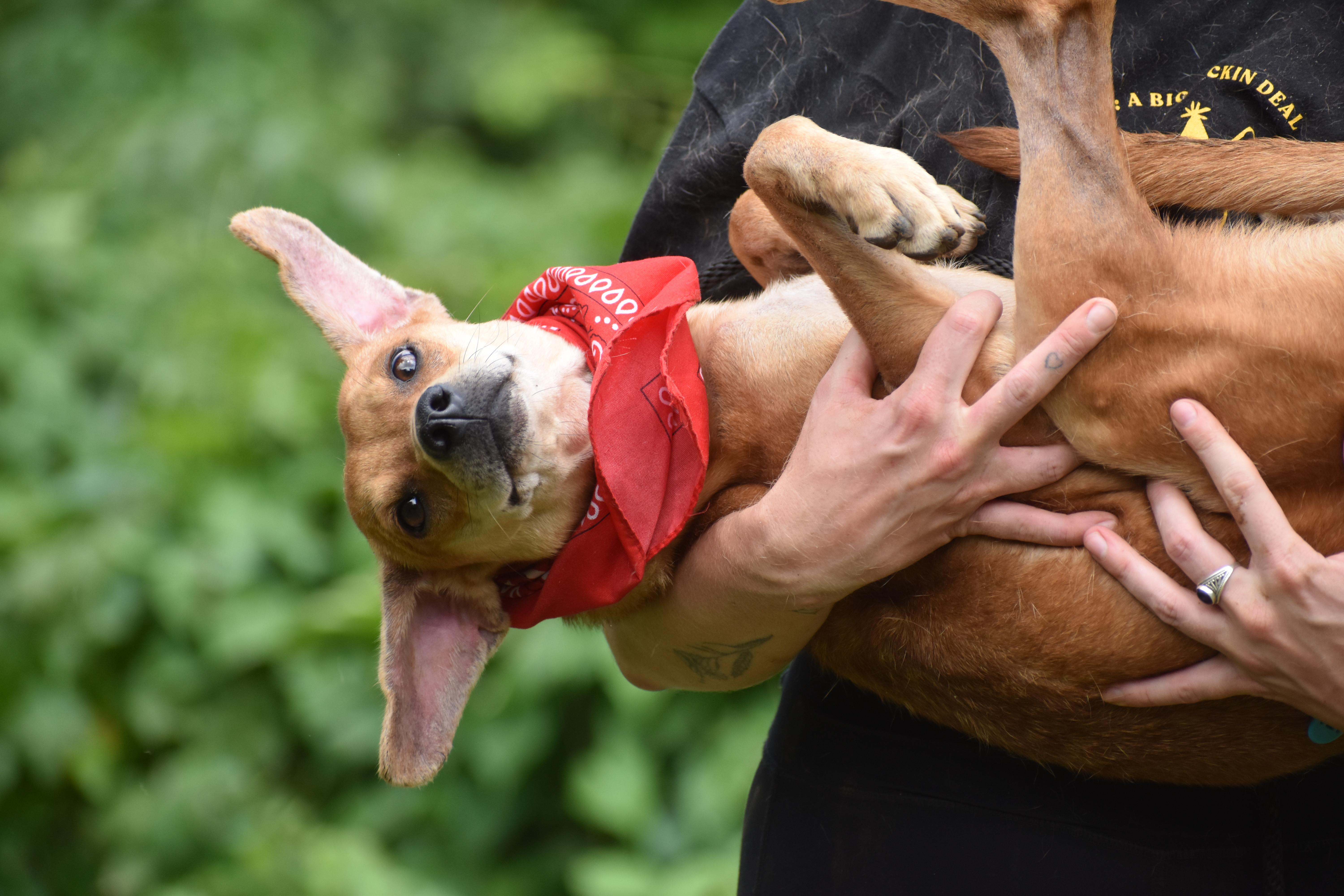 Enlarge Caribbean Elaenia, a ADOPTABLE Mixed Breed in Brooklyn, NY image 2/3