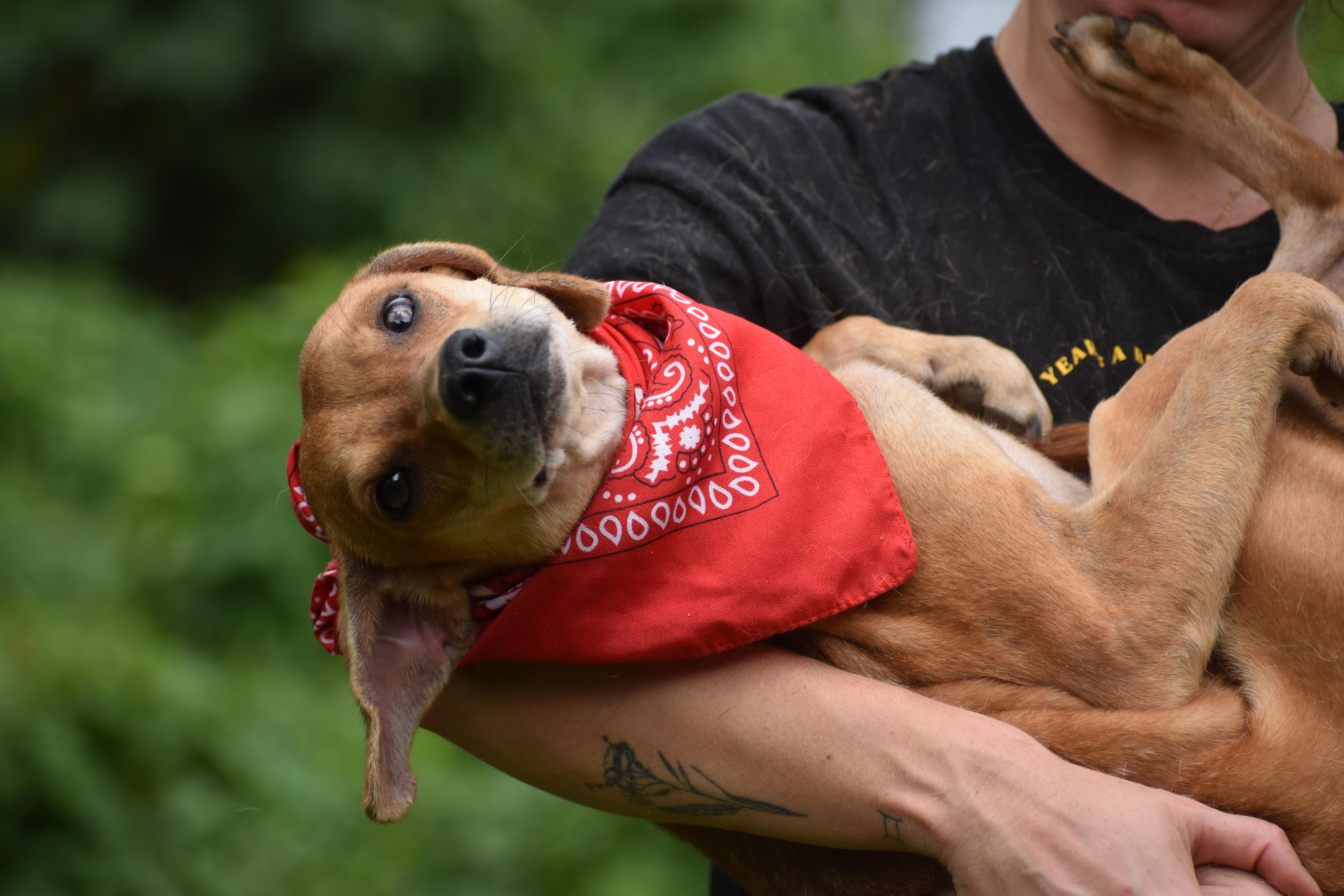 Enlarge Caribbean Elaenia, a ADOPTABLE Mixed Breed in Brooklyn, NY image 3/3