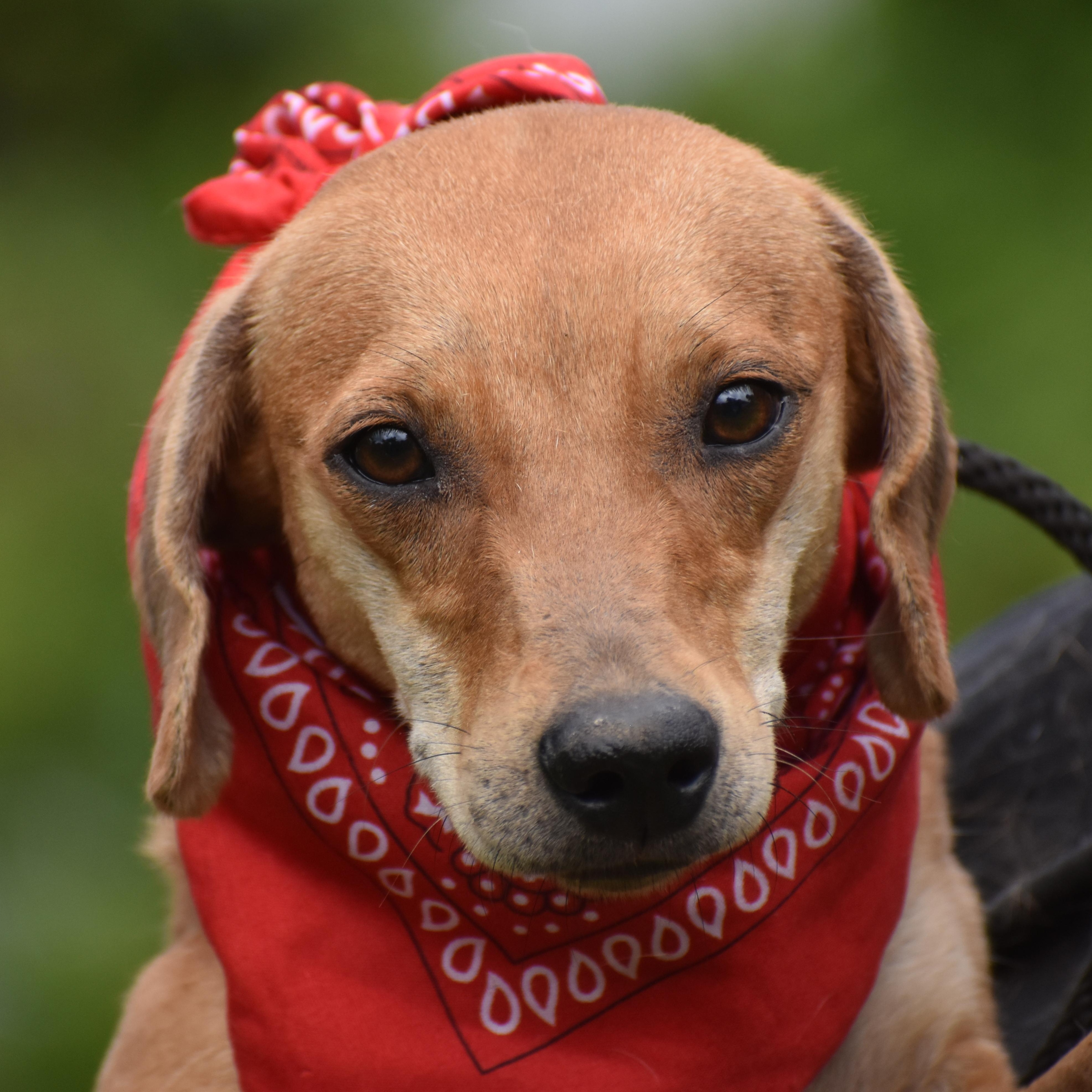 Enlarge Caribbean Elaenia, a ADOPTABLE Mixed Breed in Brooklyn, NY image 1/3
