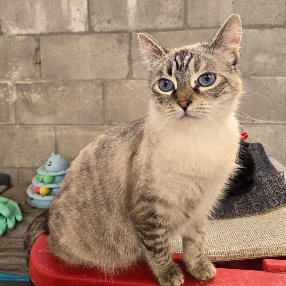 Willow, a ADOPTABLE Domestic Short Hair in Tijuana, BCN image 3/3