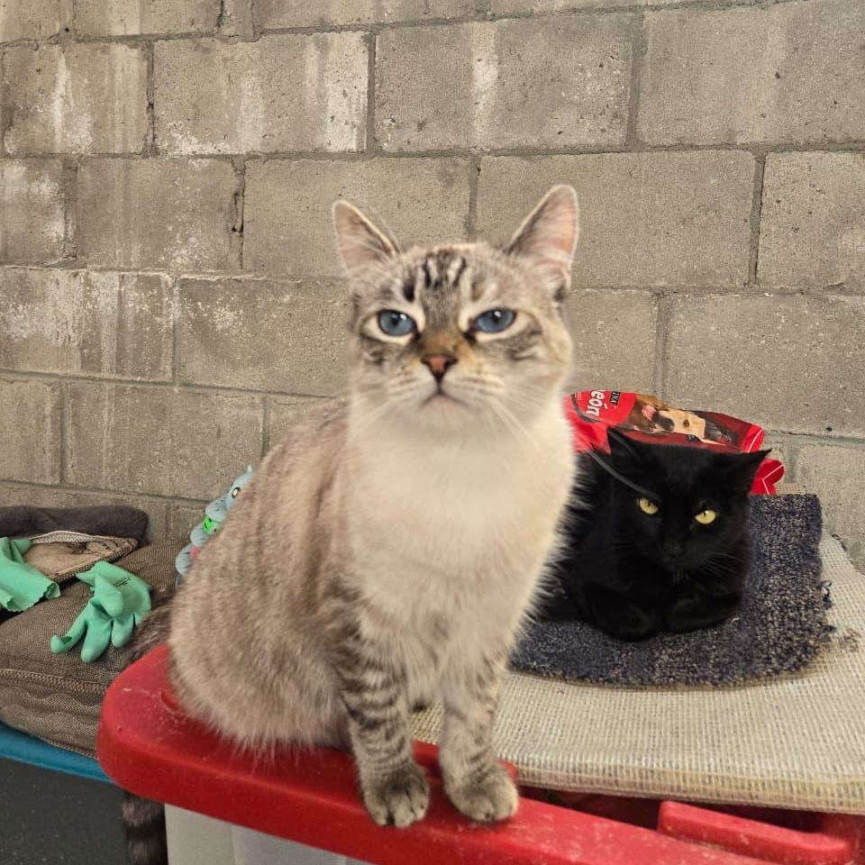Willow, a ADOPTABLE Domestic Short Hair in Tijuana, BCN image 1/3