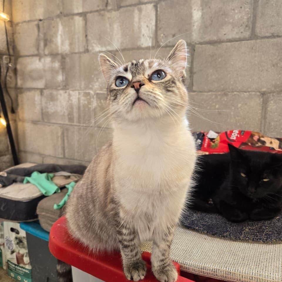 Willow, a ADOPTABLE Domestic Short Hair in Tijuana, BCN image 2/3
