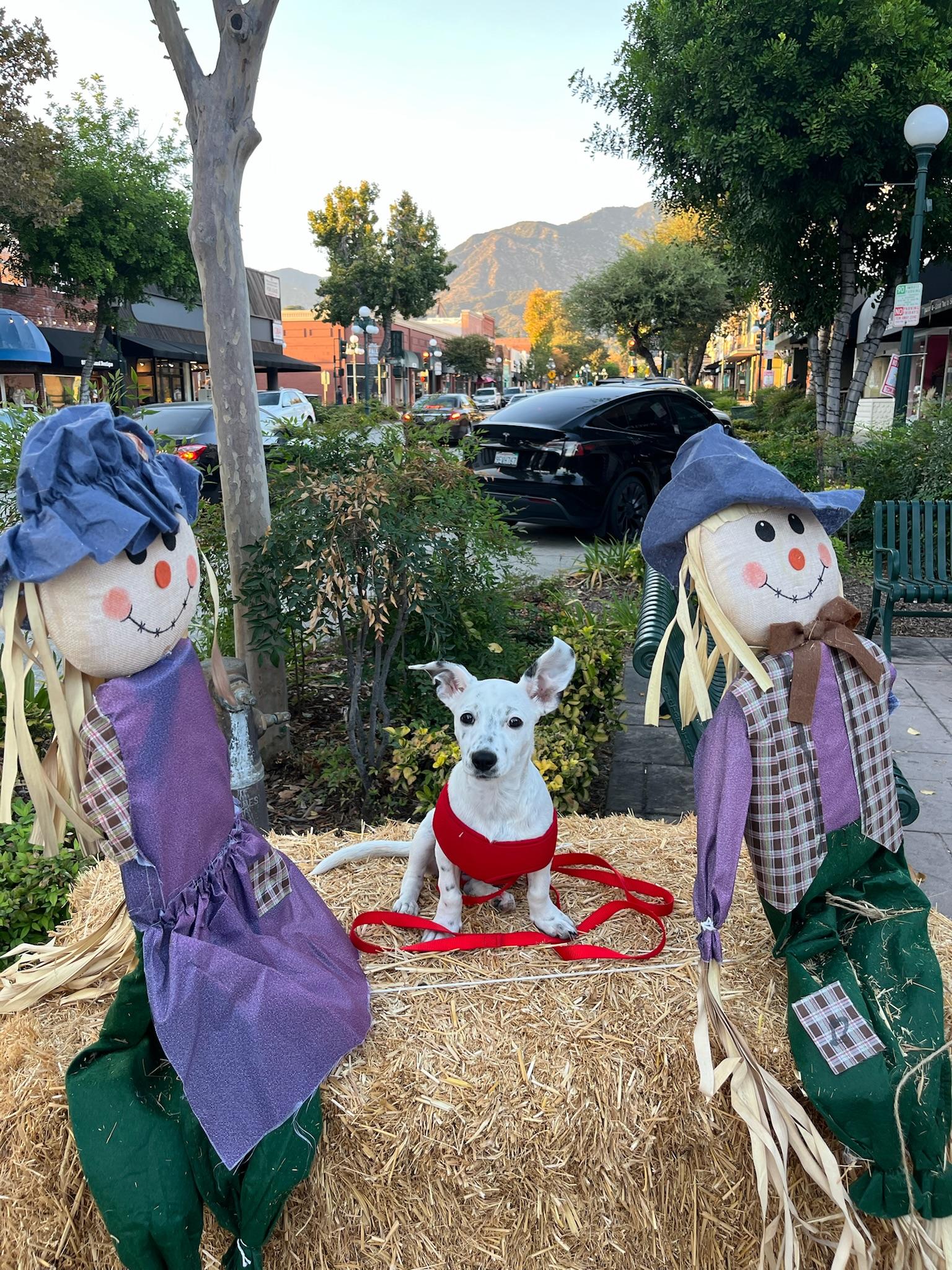 Enlarge Poppy, a Adopted mixed breed in Calabasas, CA image 4/6