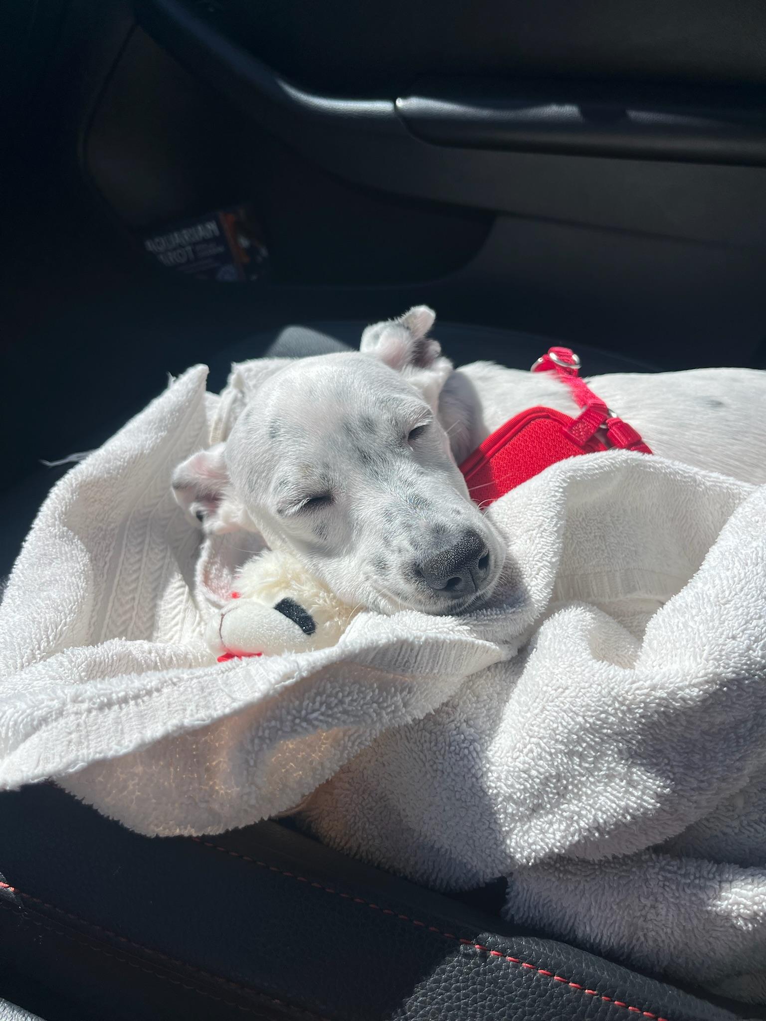 Enlarge Poppy, a Adopted mixed breed in Calabasas, CA image 6/6