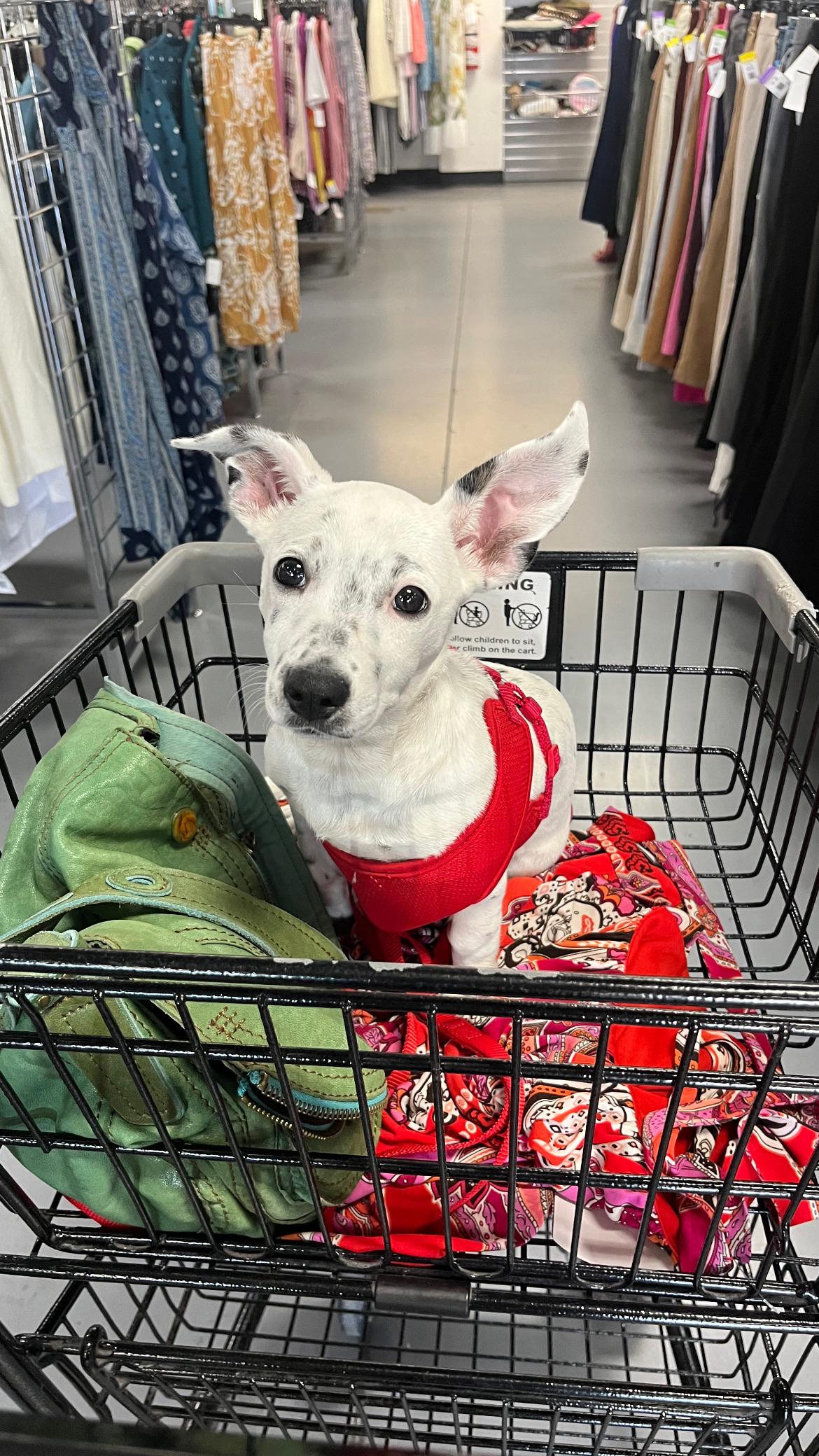 Enlarge Poppy, a Adopted mixed breed in Calabasas, CA image 2/6