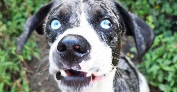 Enlarge Fritz, a Adoptable mixed breed image 1/6