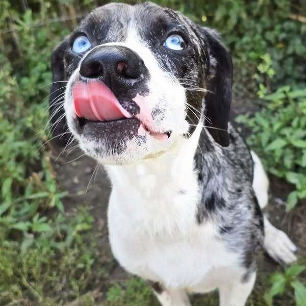 Enlarge Fritz, a Adoptable mixed breed image 2/6