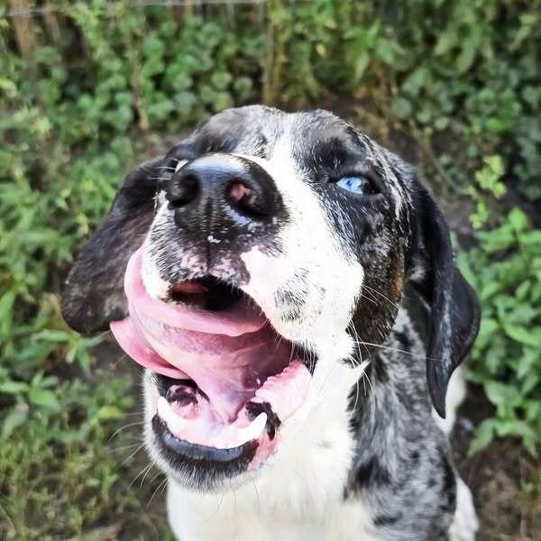 Enlarge Fritz, a Adoptable mixed breed image 3/6