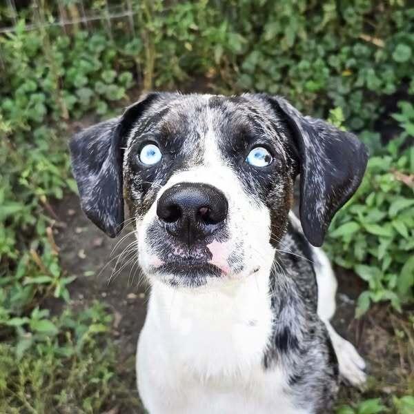 Enlarge Fritz, a Adoptable mixed breed image 4/6