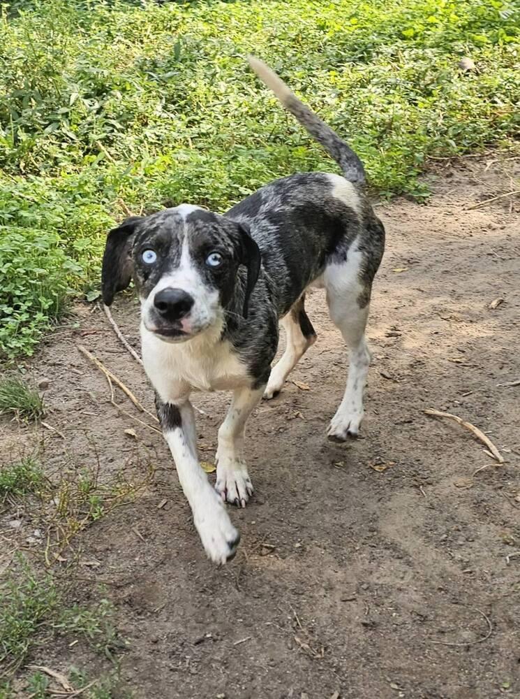 Enlarge Fritz, a Adoptable mixed breed image 5/6