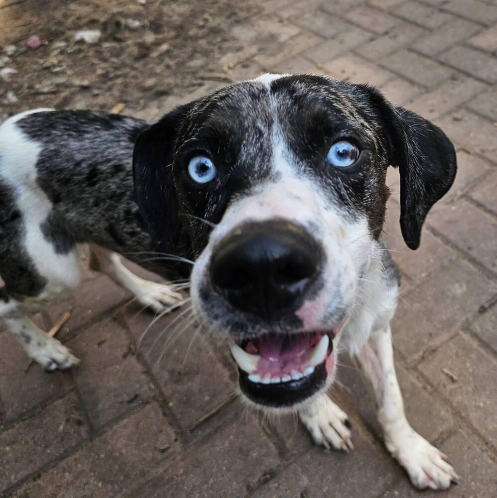 Enlarge Fritz, a Adoptable mixed breed image 6/6