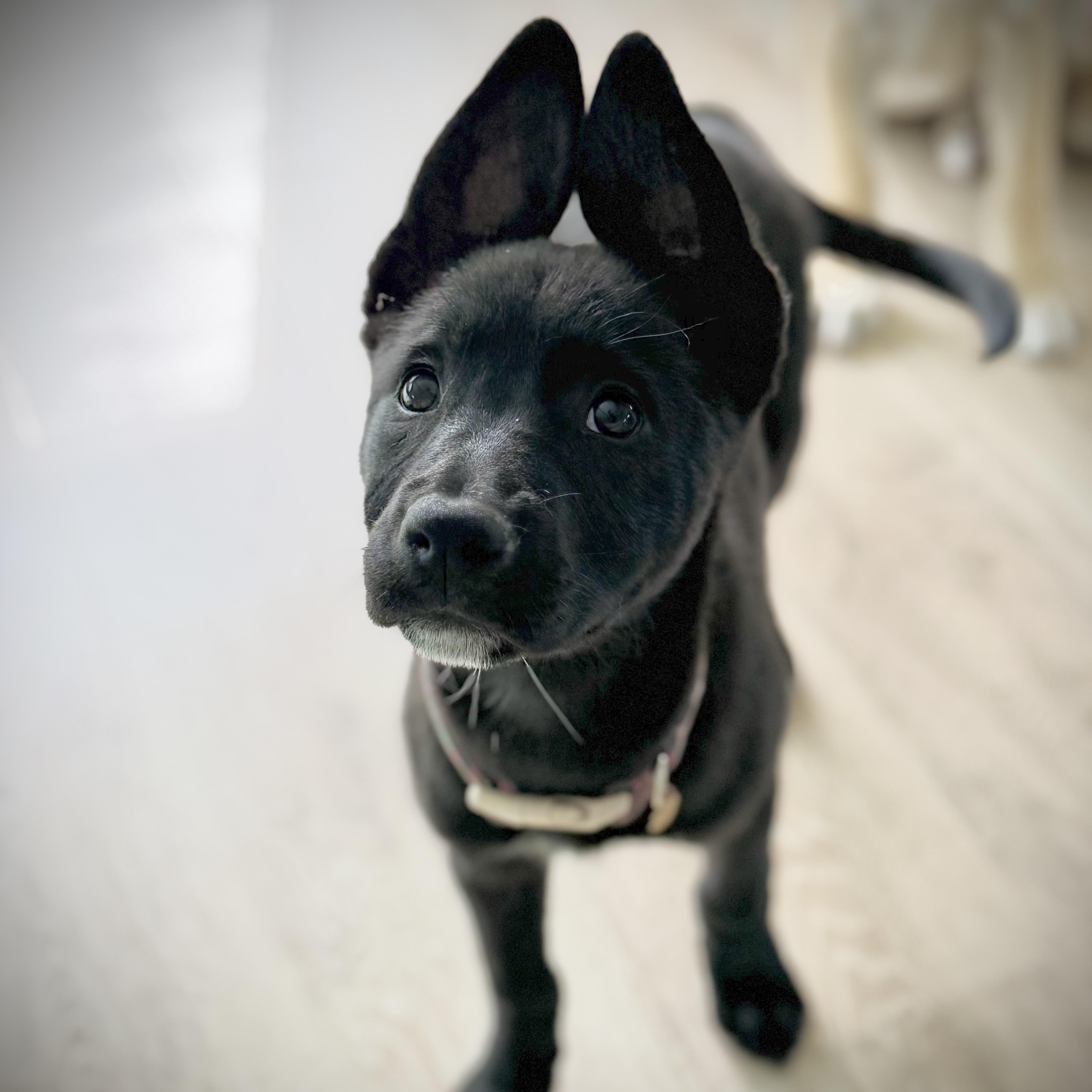 Marcia, Adoptable, Puppy Female Pit Bull Terrier & German Shepherd Dog.