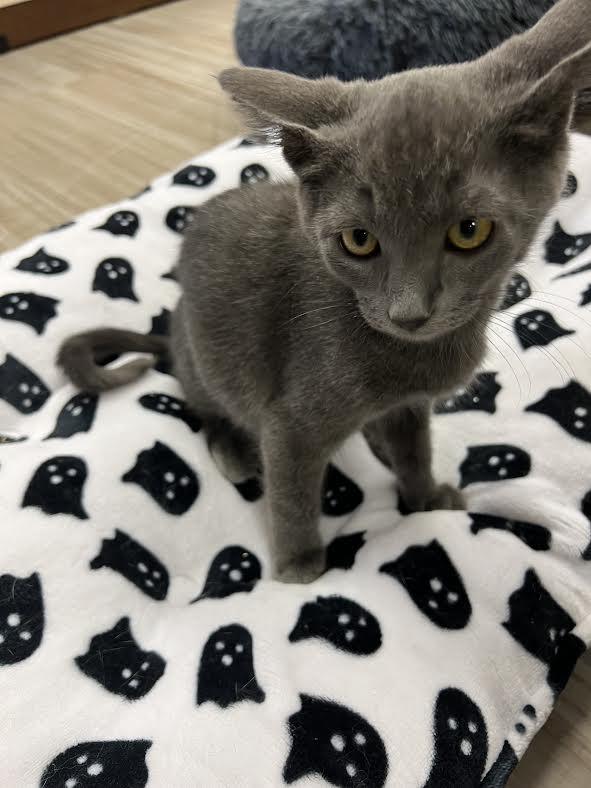 Mira, a Adoptable Domestic Short Hair in South Elgin, IL image 2/3