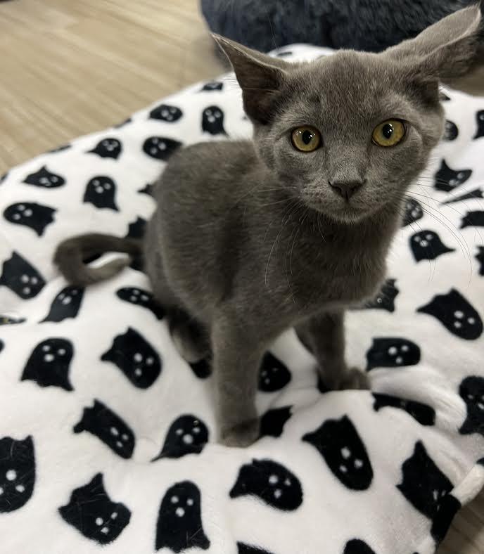 Mira, a Adoptable Domestic Short Hair in South Elgin, IL image 3/3