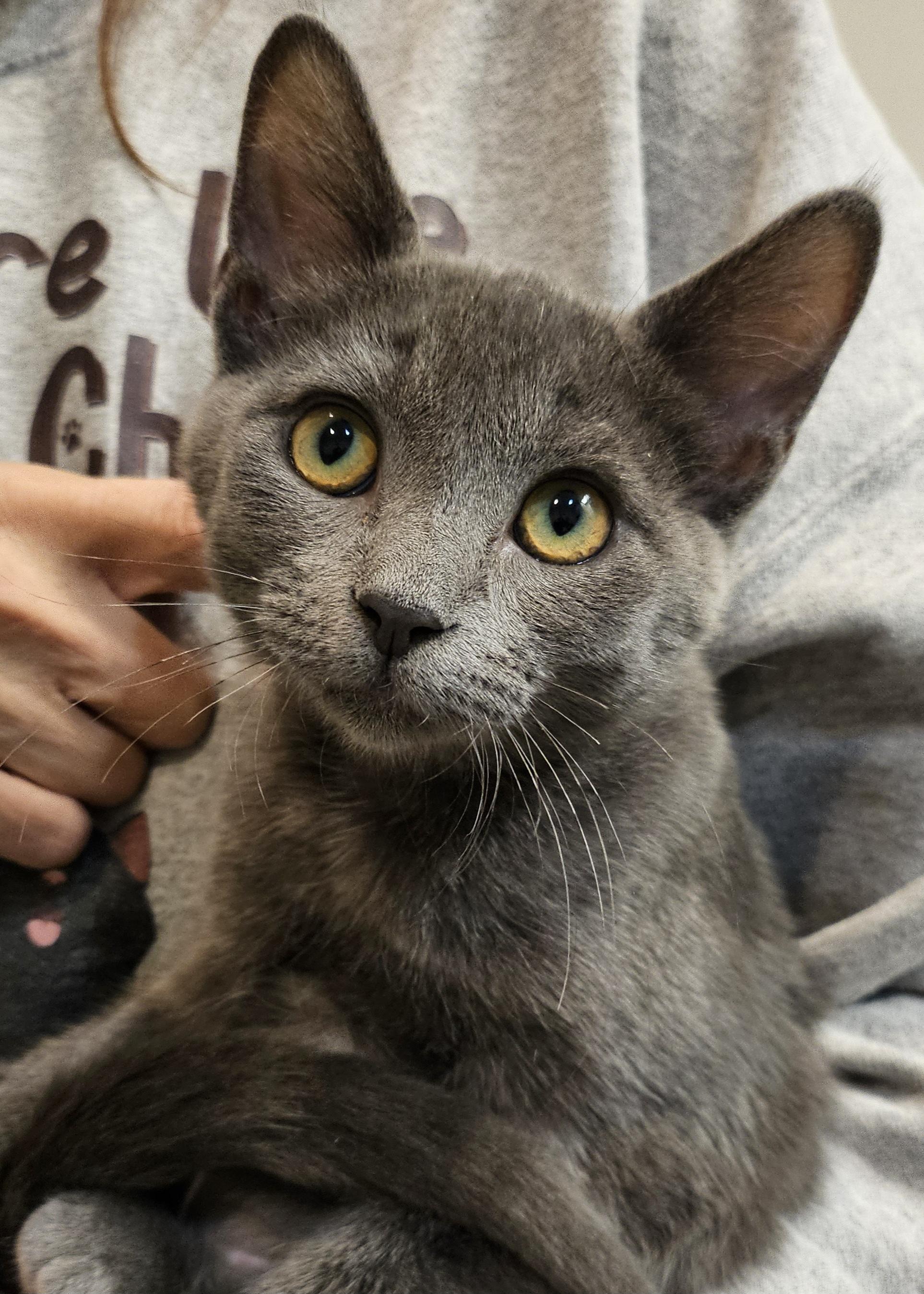 Mira, Adoptable, Kitten Female Domestic Short Hair.