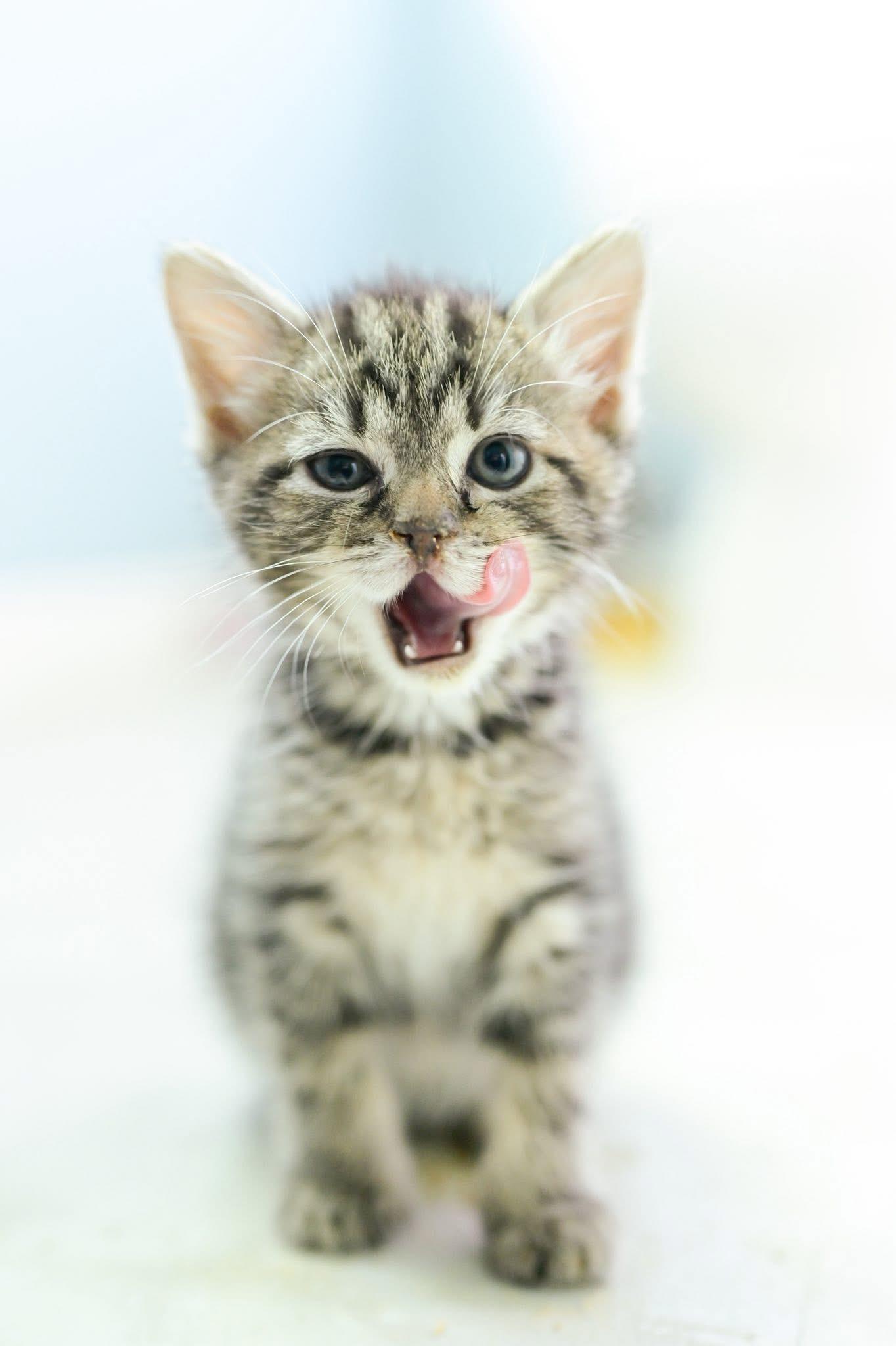 Enlarge Honeybee, a Adoptable Domestic Short Hair in Carnegie, PA image 2/5