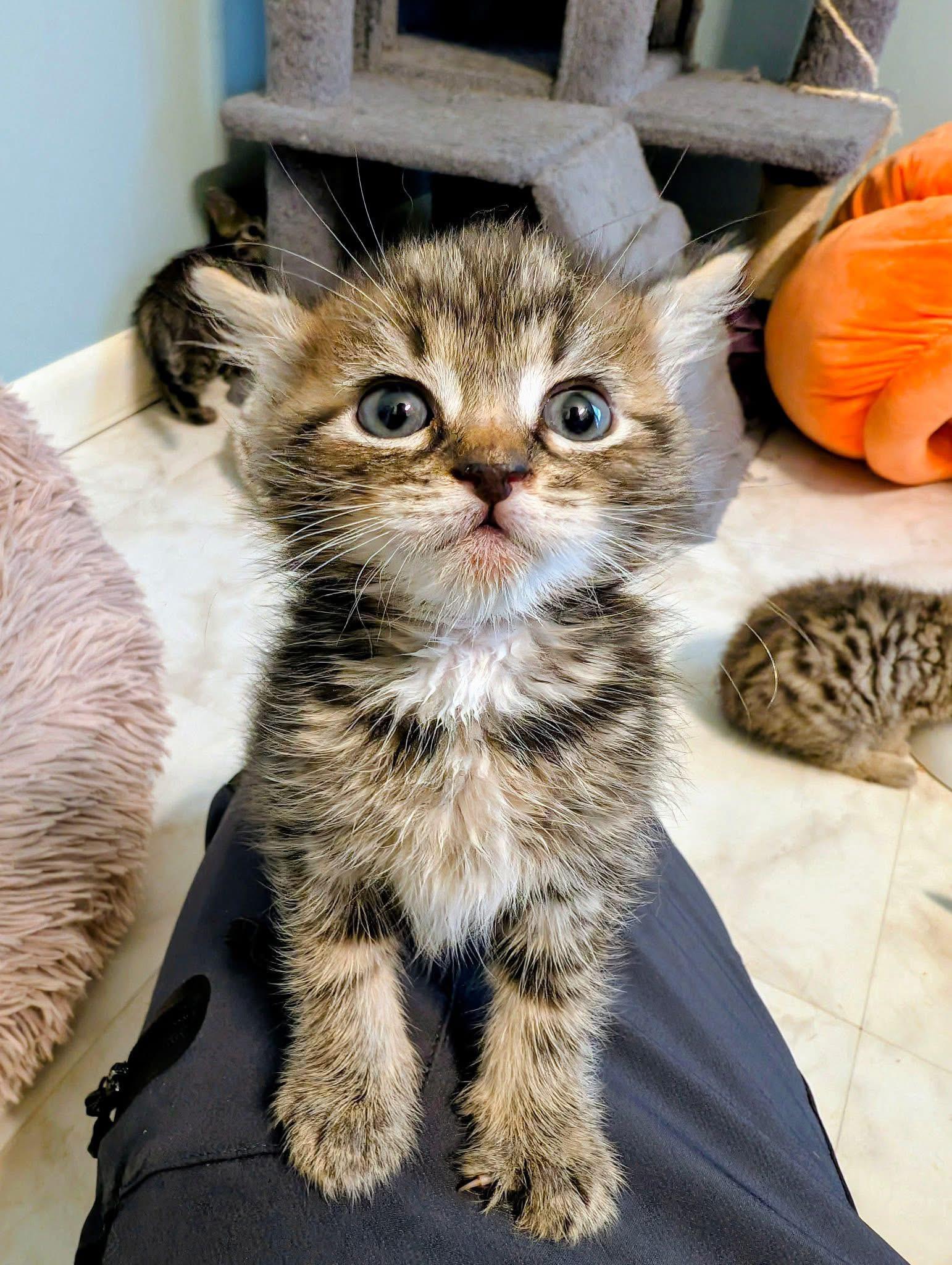 Enlarge Honeybee, a Adoptable Domestic Short Hair in Carnegie, PA image 4/5