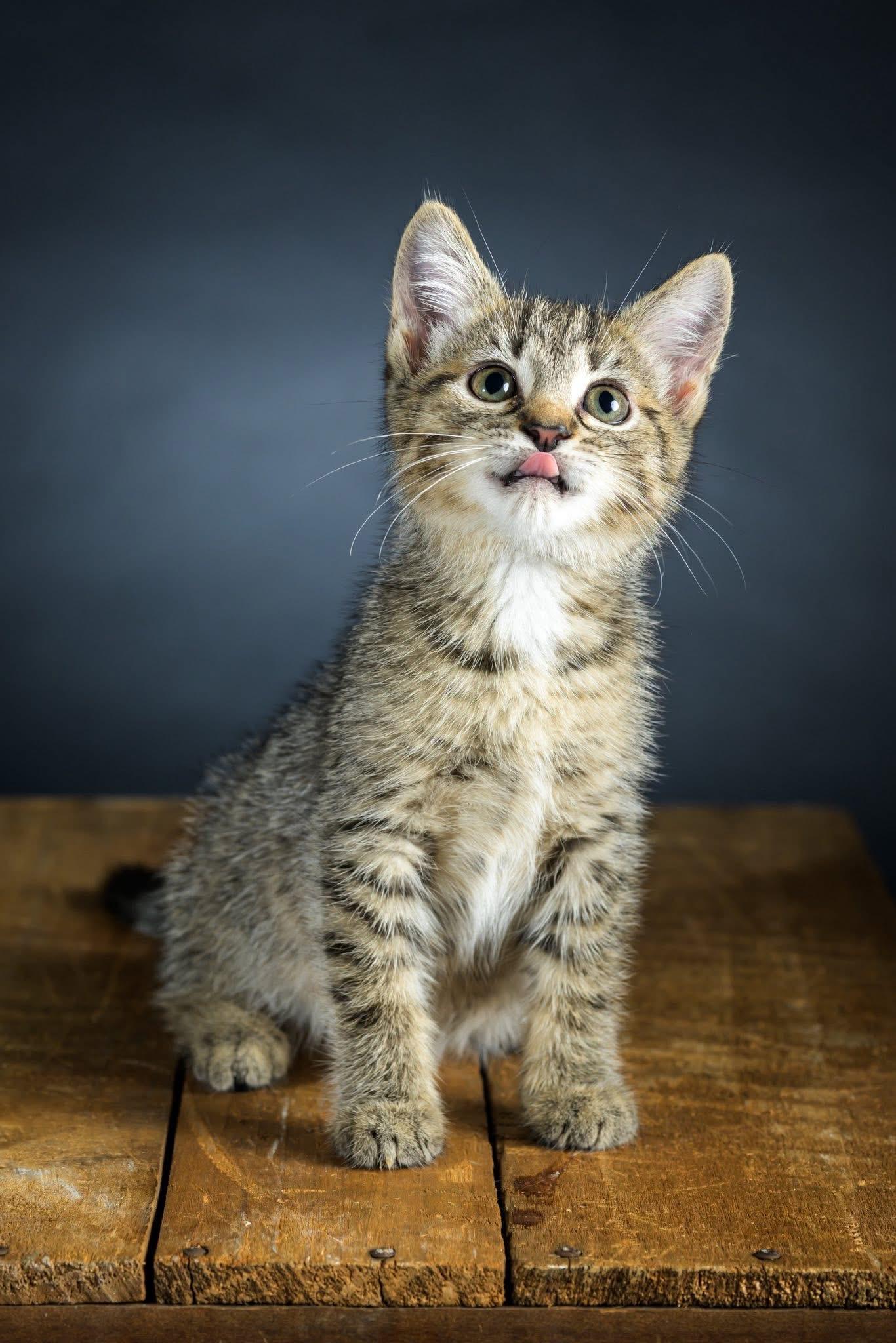 Enlarge Honeybee, a Adoptable Domestic Short Hair in Carnegie, PA image 5/5
