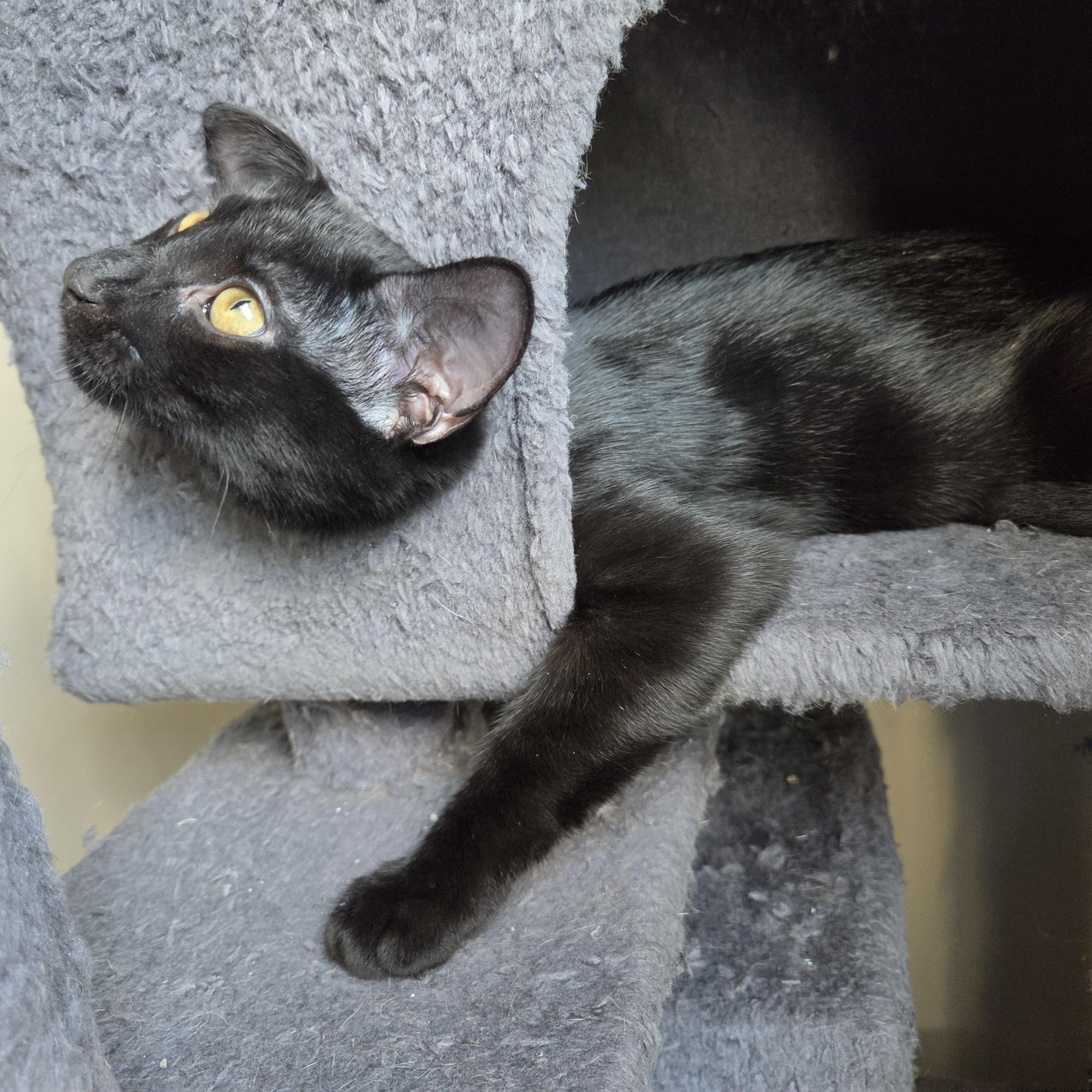 Enlarge Toad, a ADOPTABLE Domestic Short Hair in Wilmington, NC image 5/6