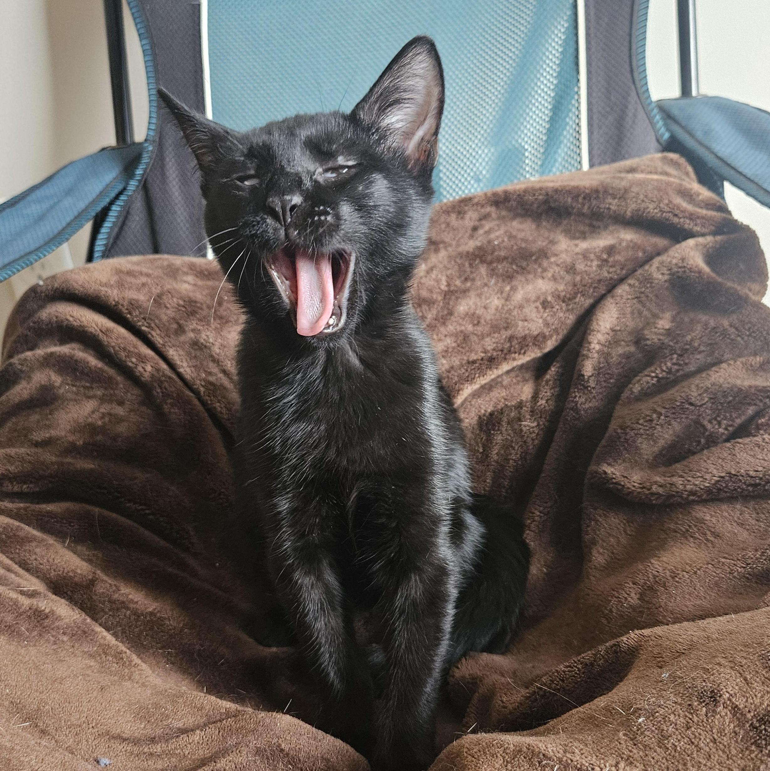 Toad, ADOPTABLE, Kitten Male Domestic Short Hair.
