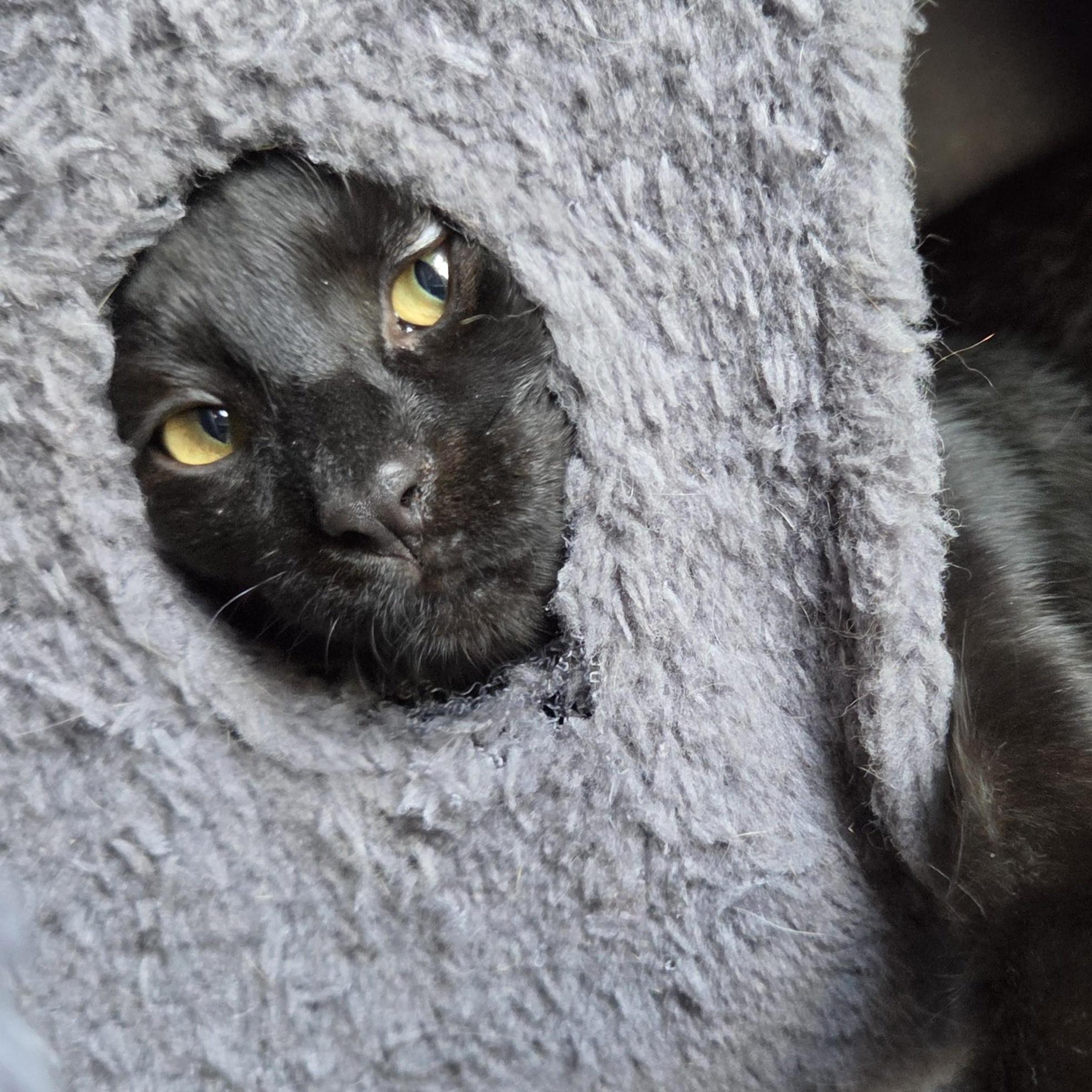 Enlarge Toad, a ADOPTABLE Domestic Short Hair in Wilmington, NC image 6/6