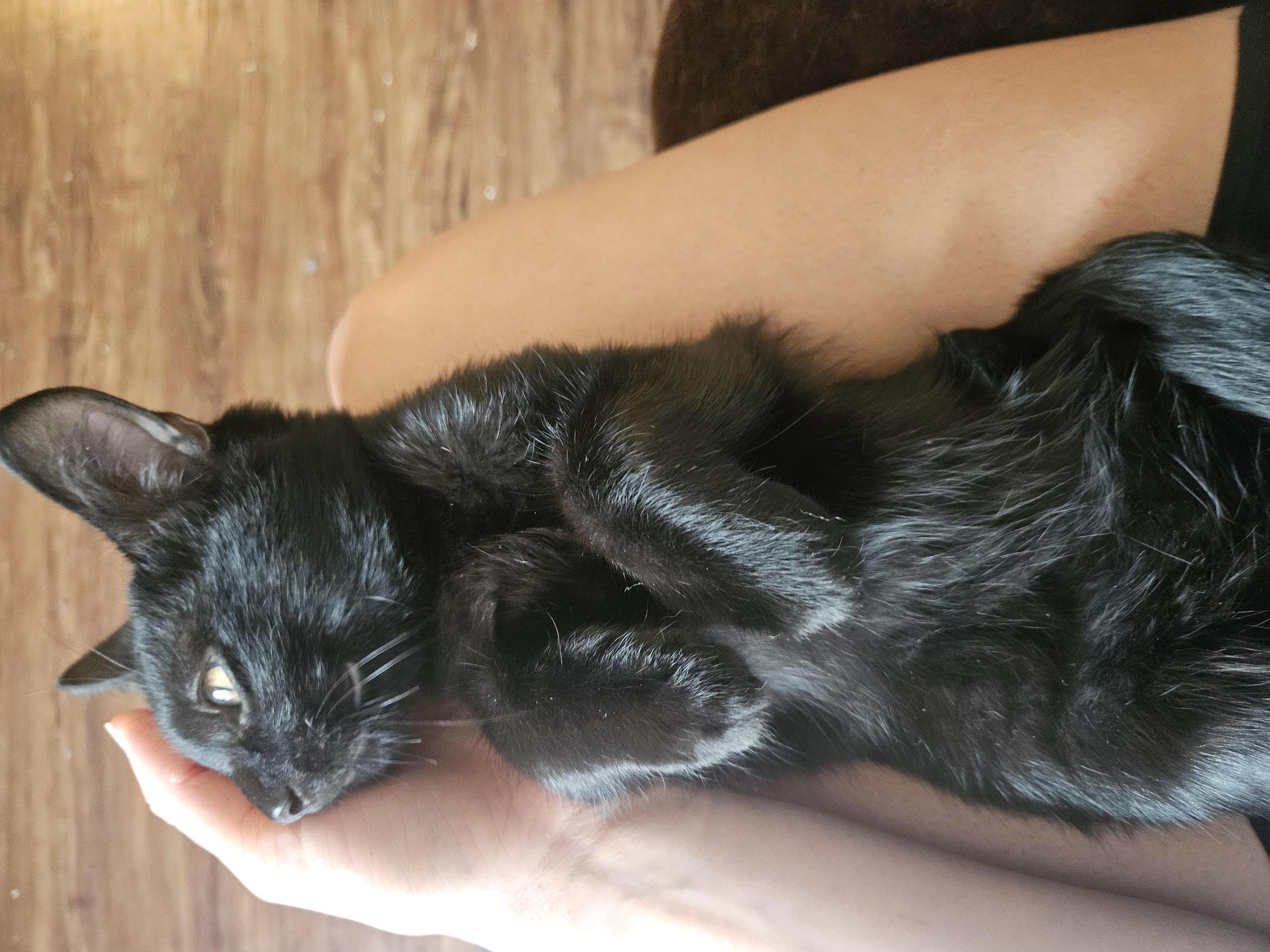 Enlarge Toad, a ADOPTABLE Domestic Short Hair in Wilmington, NC image 2/6