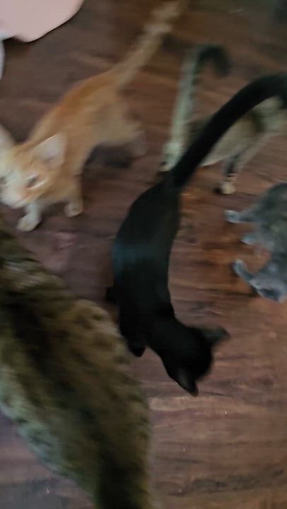 Enlarge Toad, a ADOPTABLE Domestic Short Hair in Wilmington, NC video 4/6